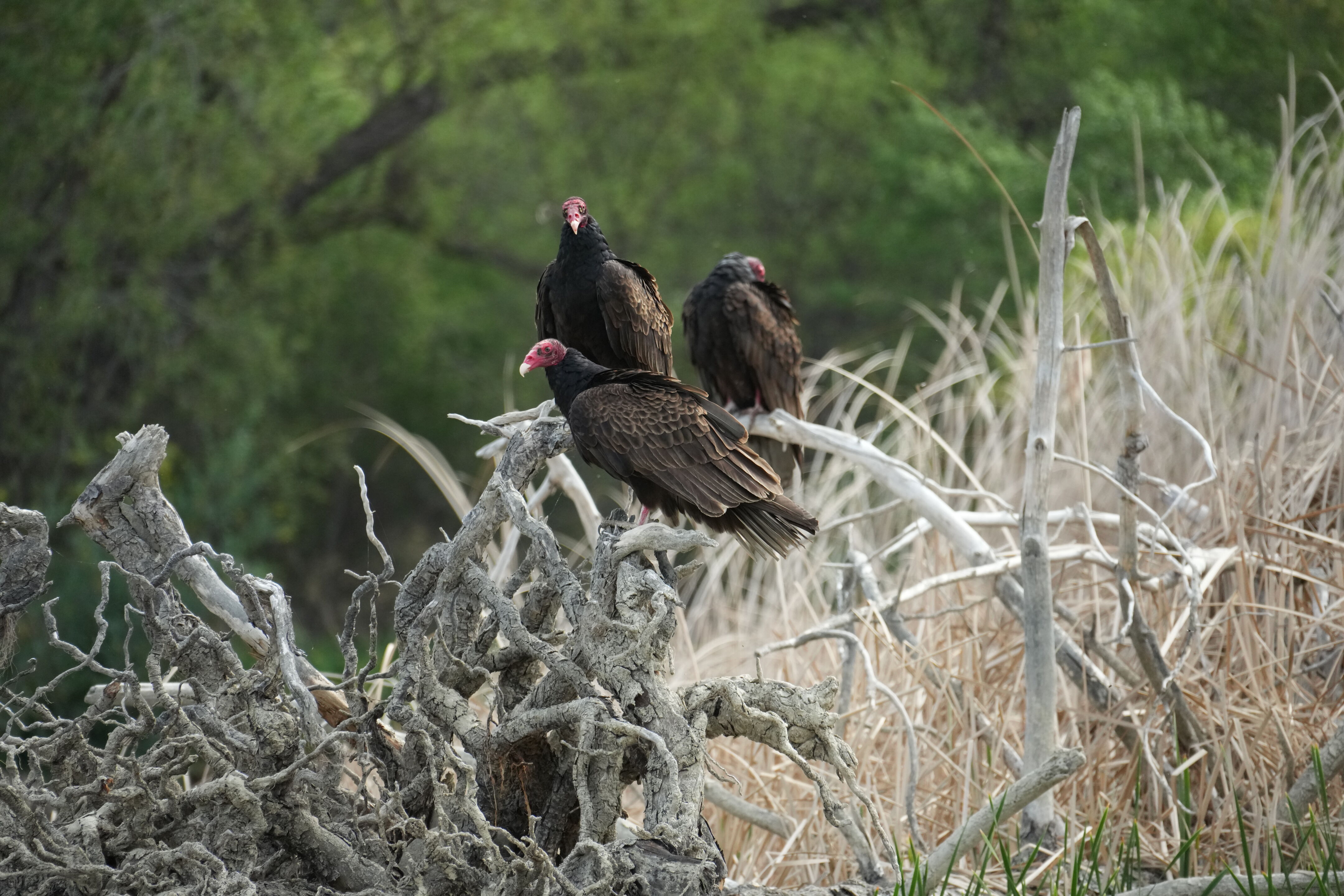 Del Valle Regional Park