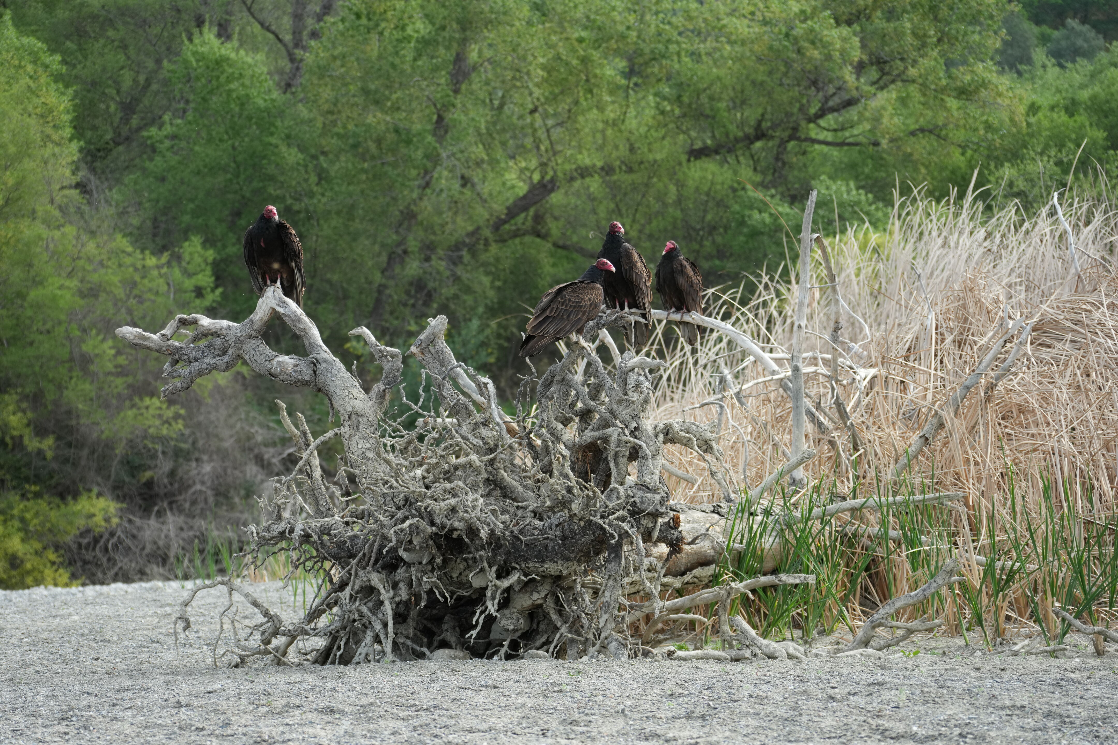 Del Valle Regional Park
