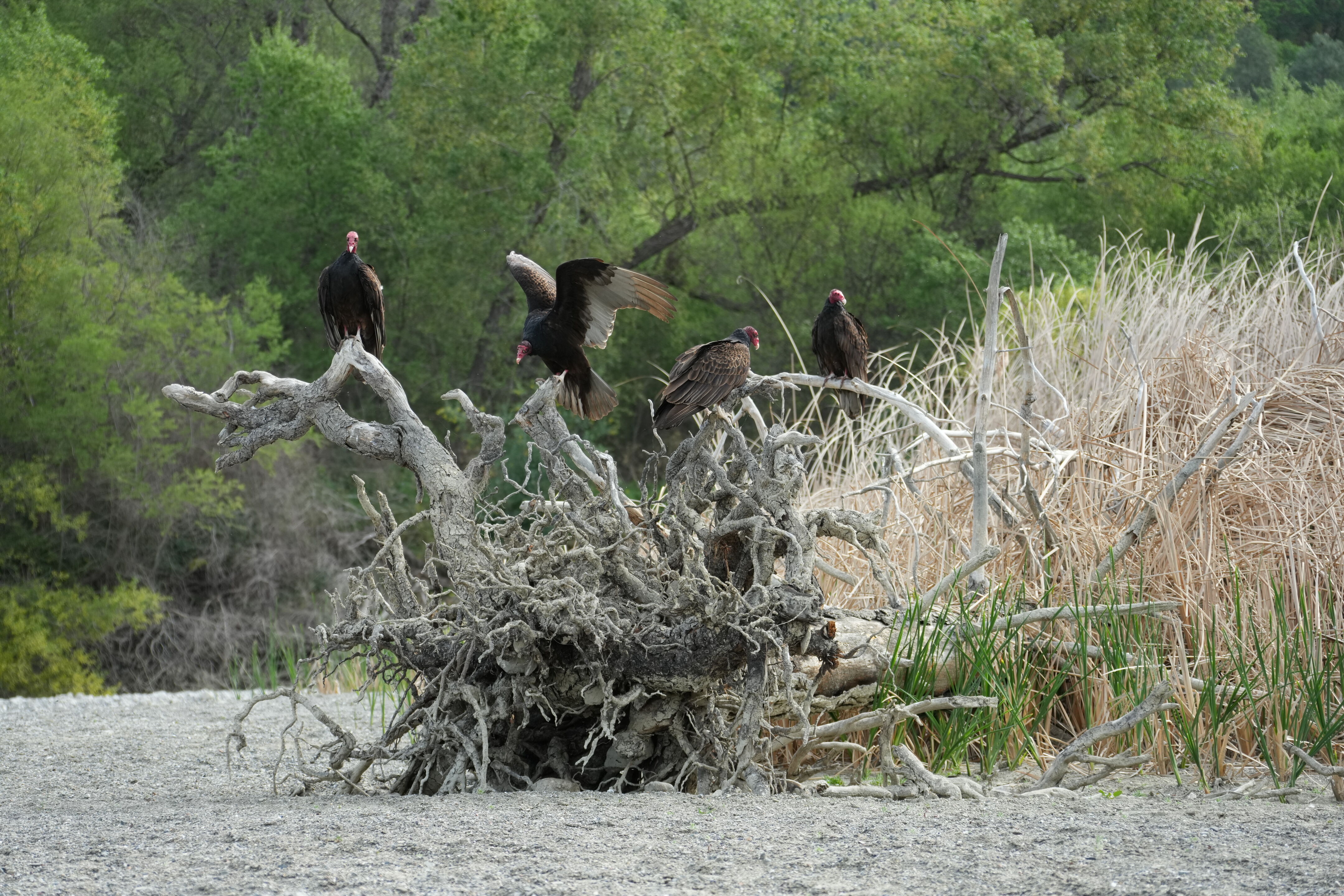 Del Valle Regional Park