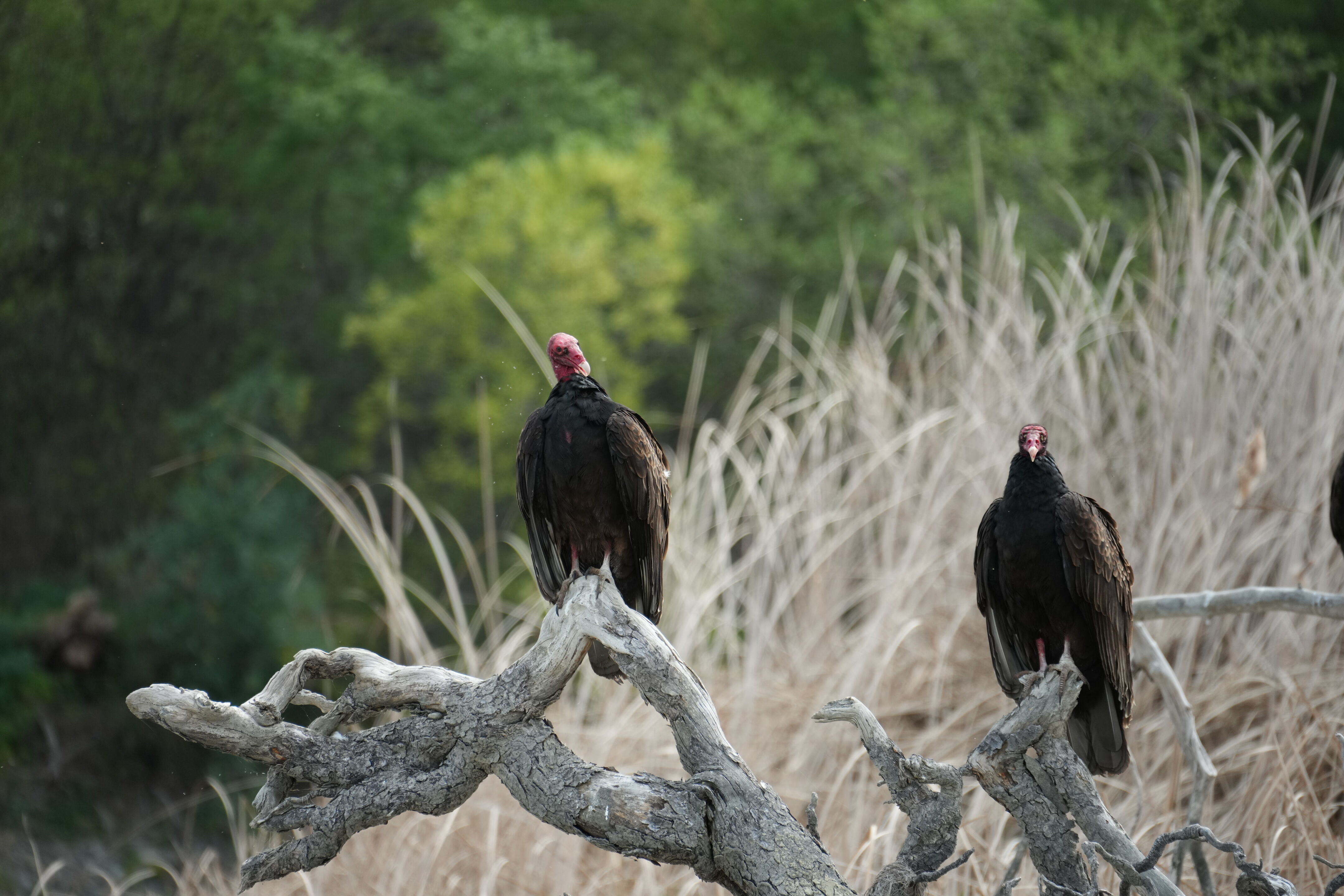 Del Valle Regional Park