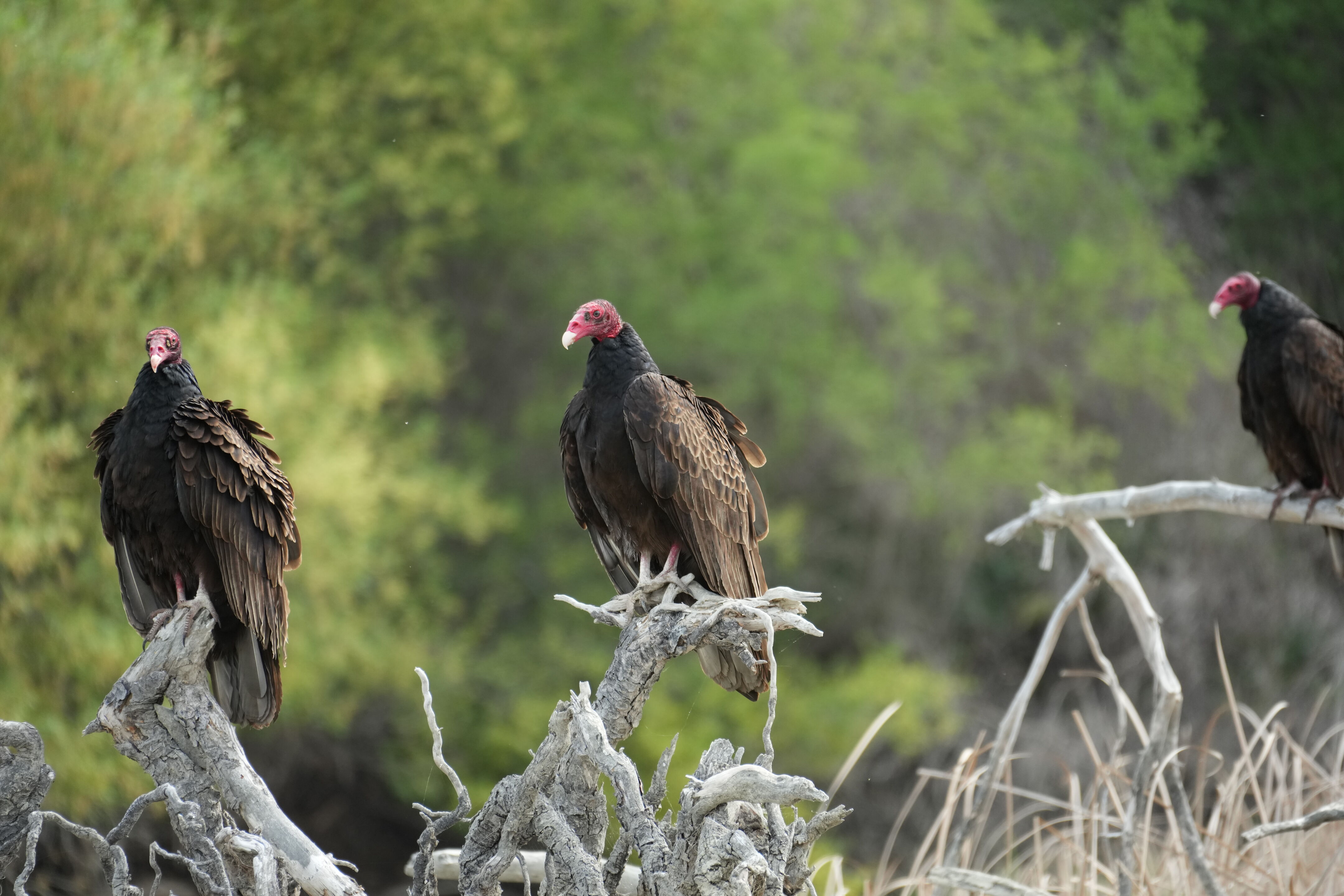 Del Valle Regional Park