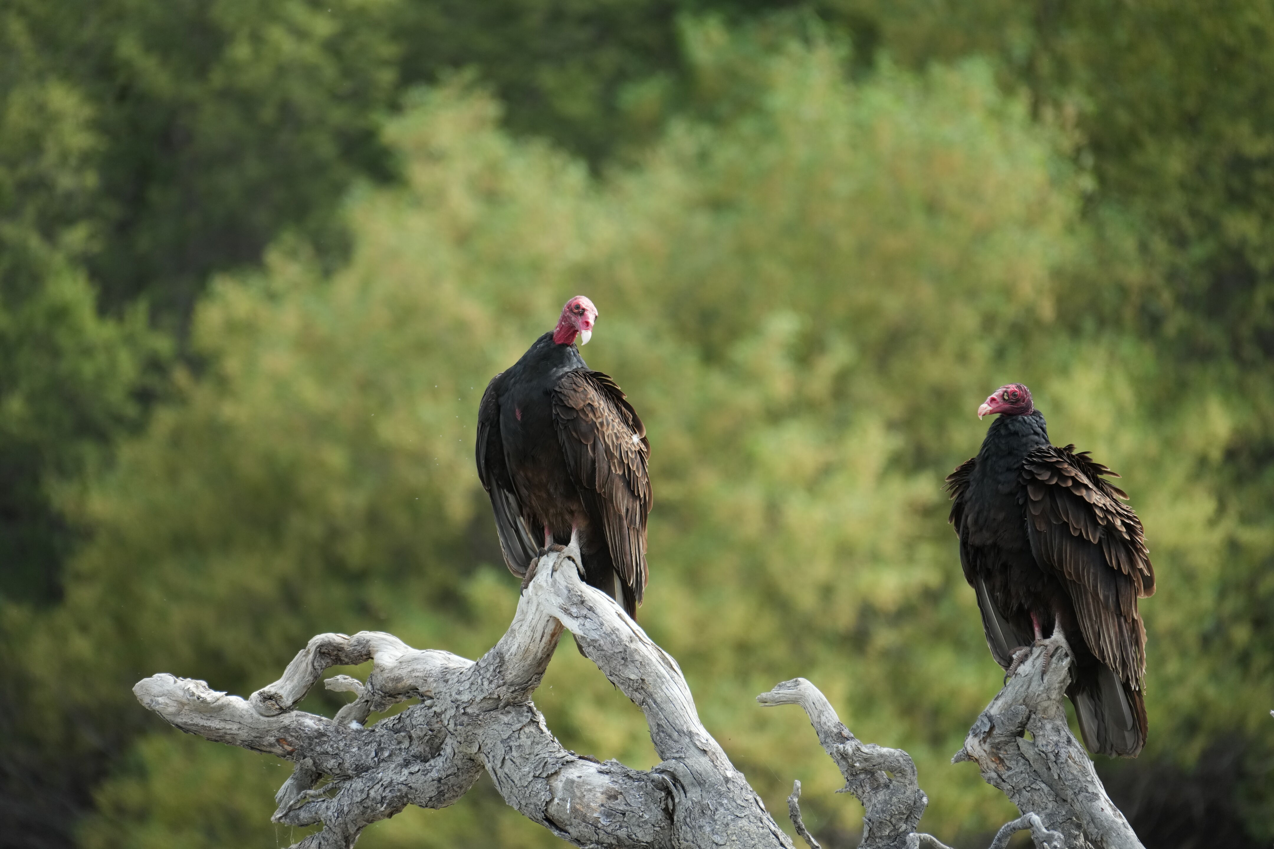 Del Valle Regional Park