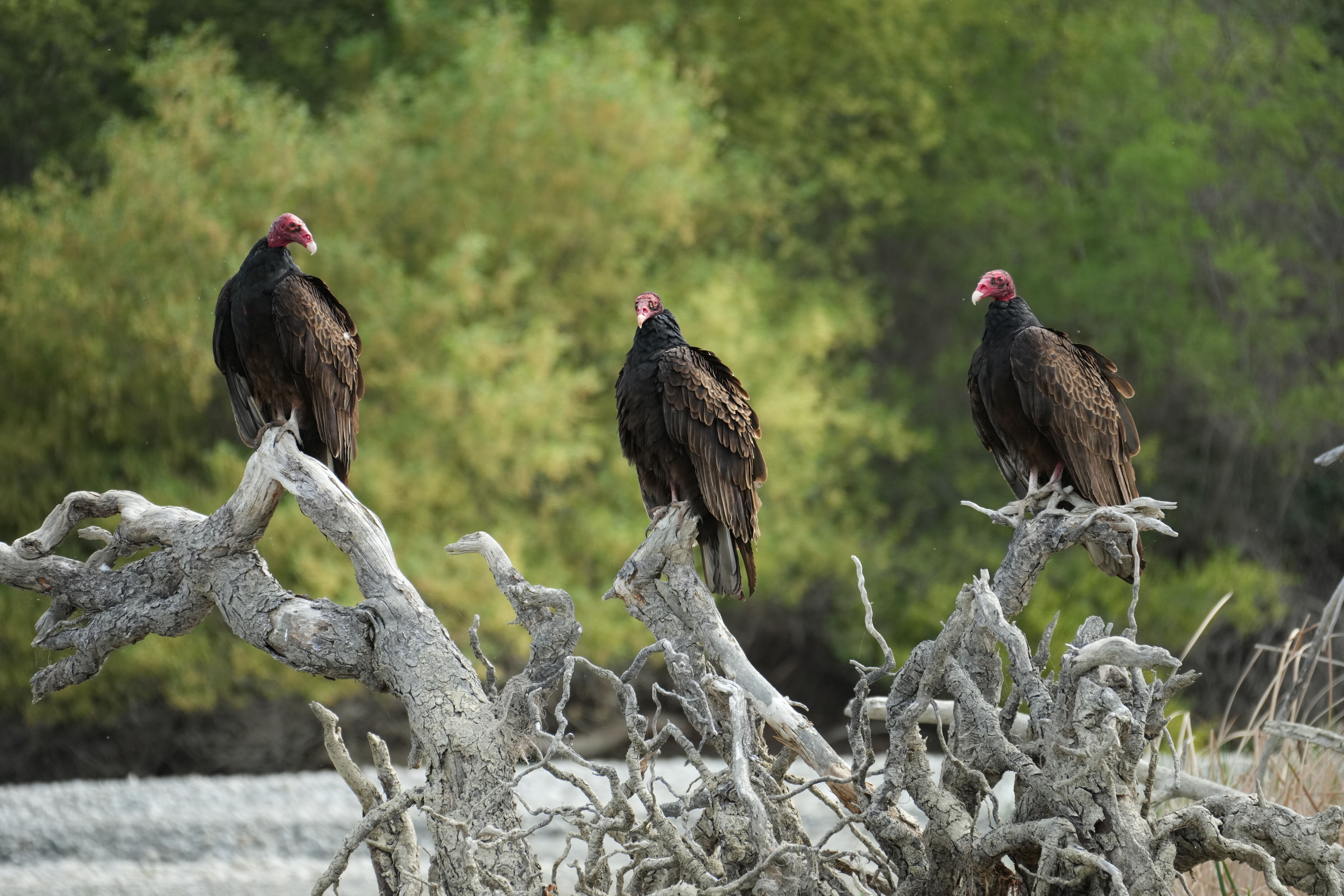 Del Valle Regional Park