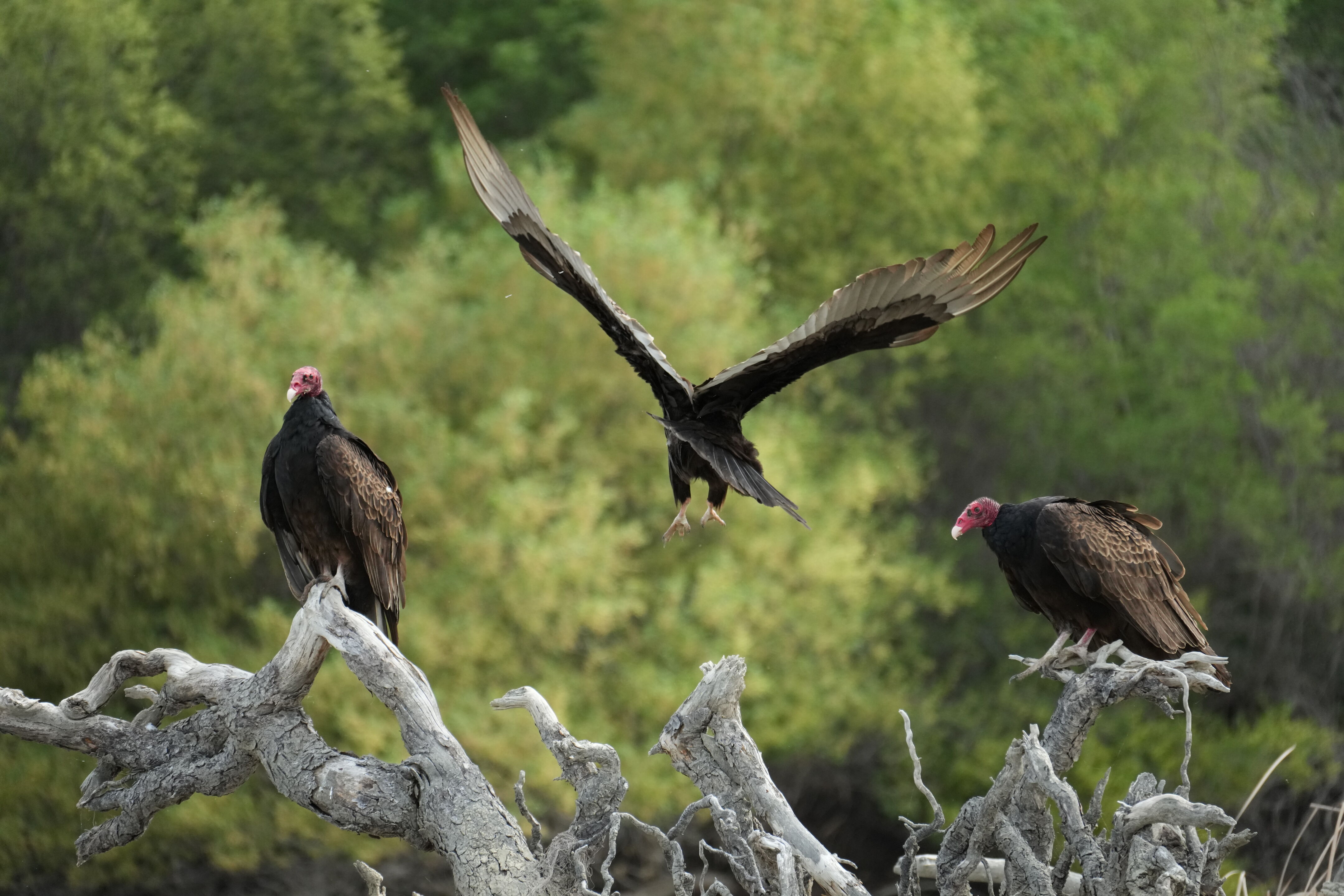 Del Valle Regional Park