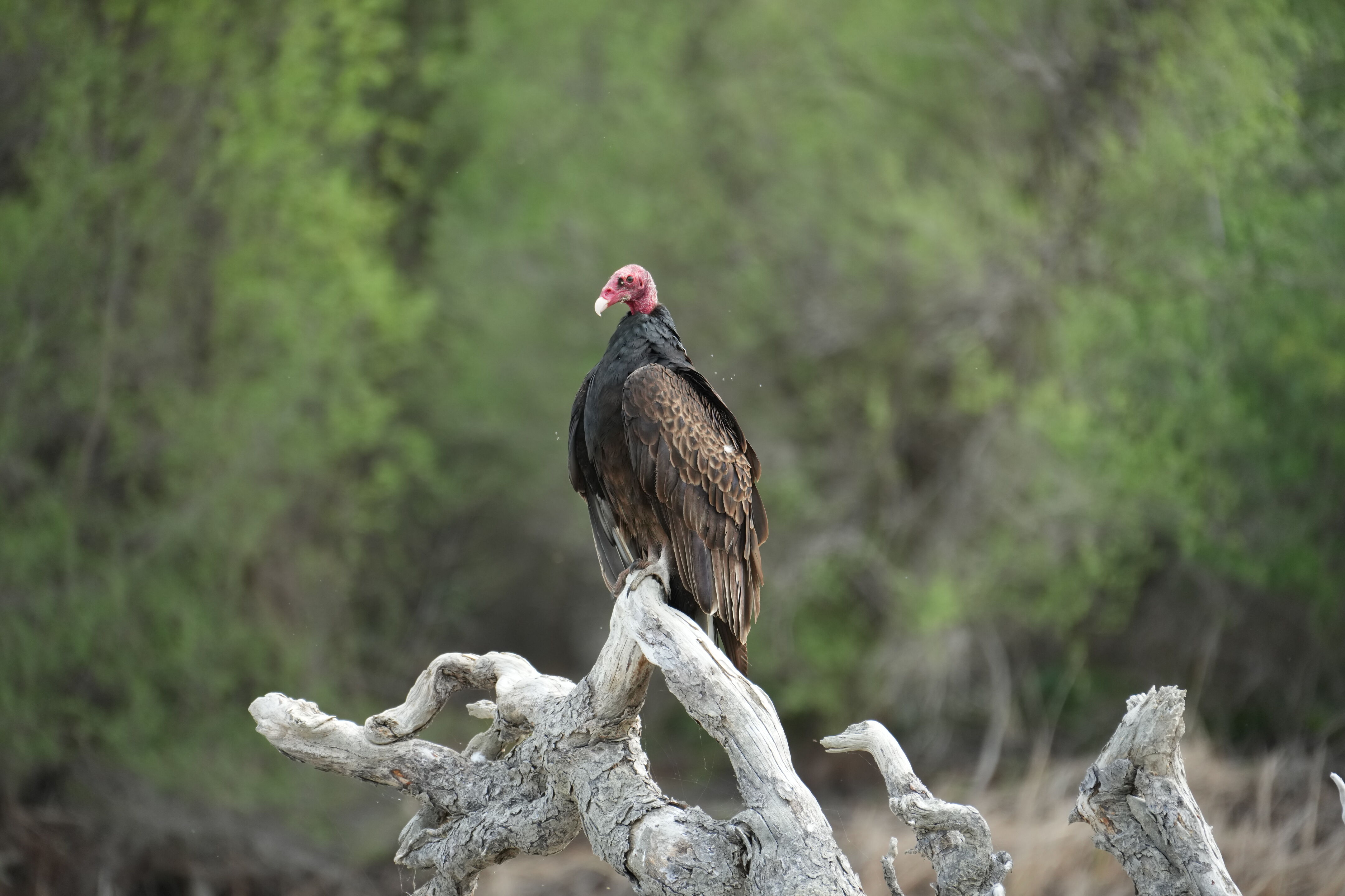 Del Valle Regional Park