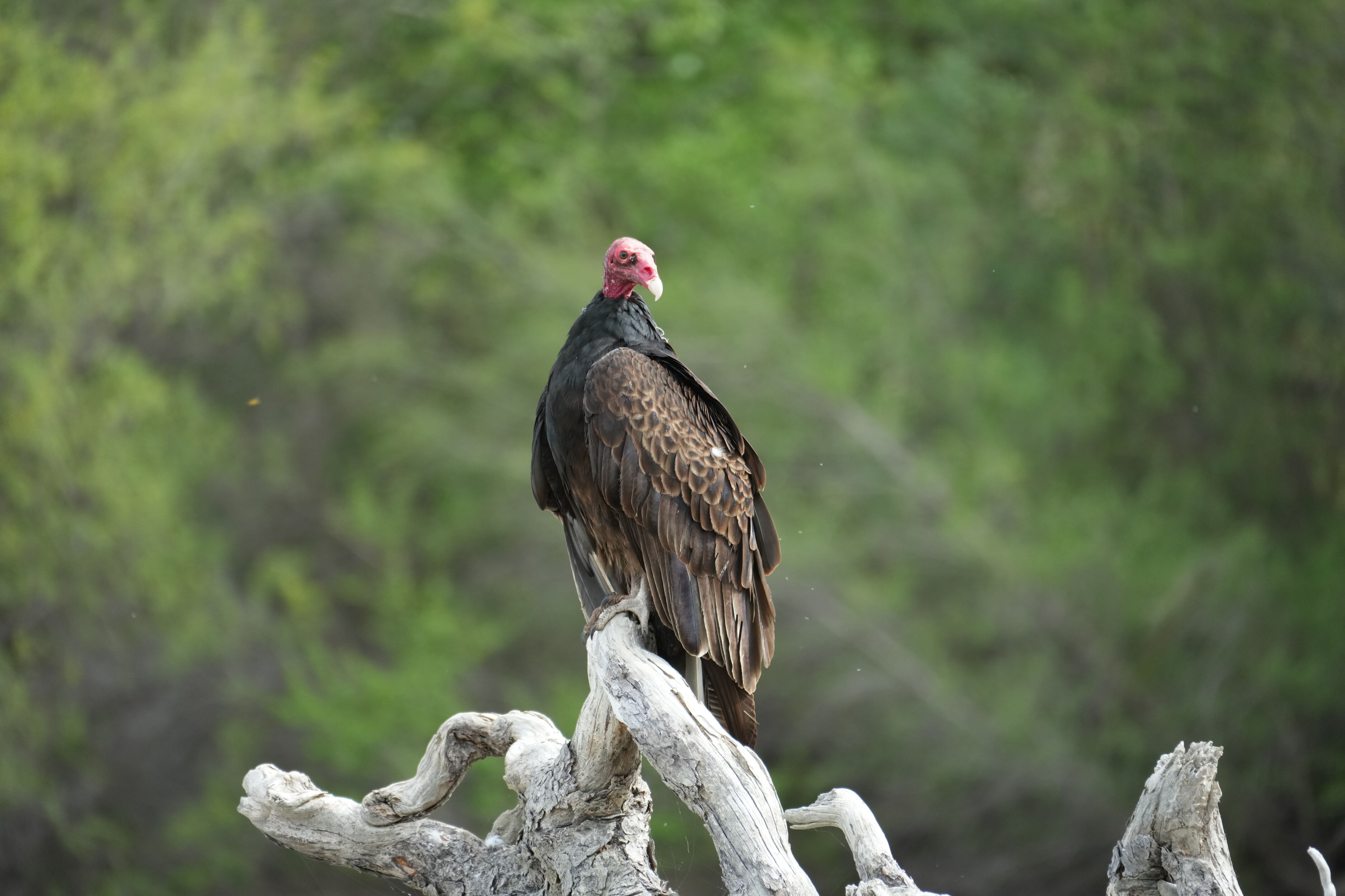 Del Valle Regional Park