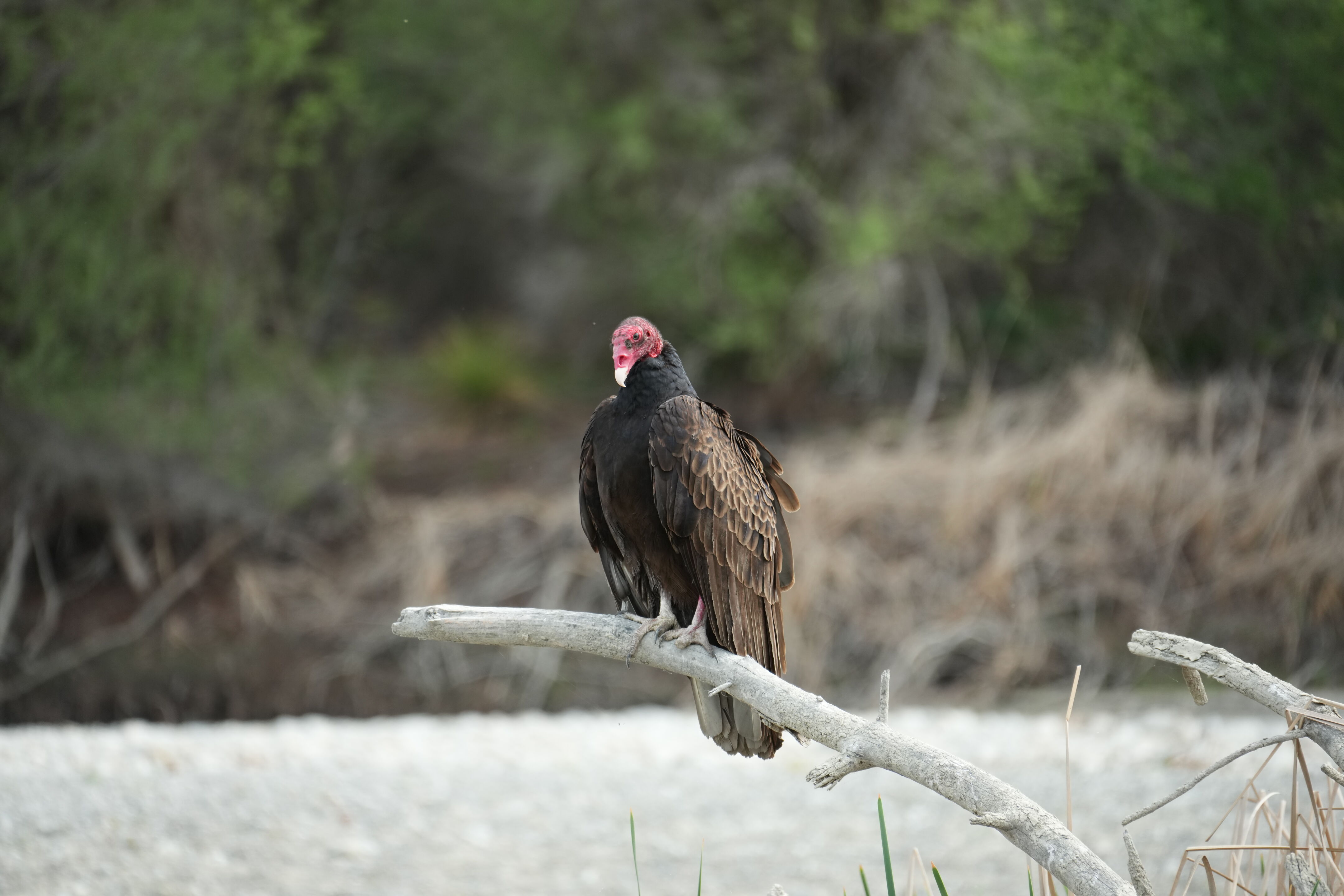 Del Valle Regional Park