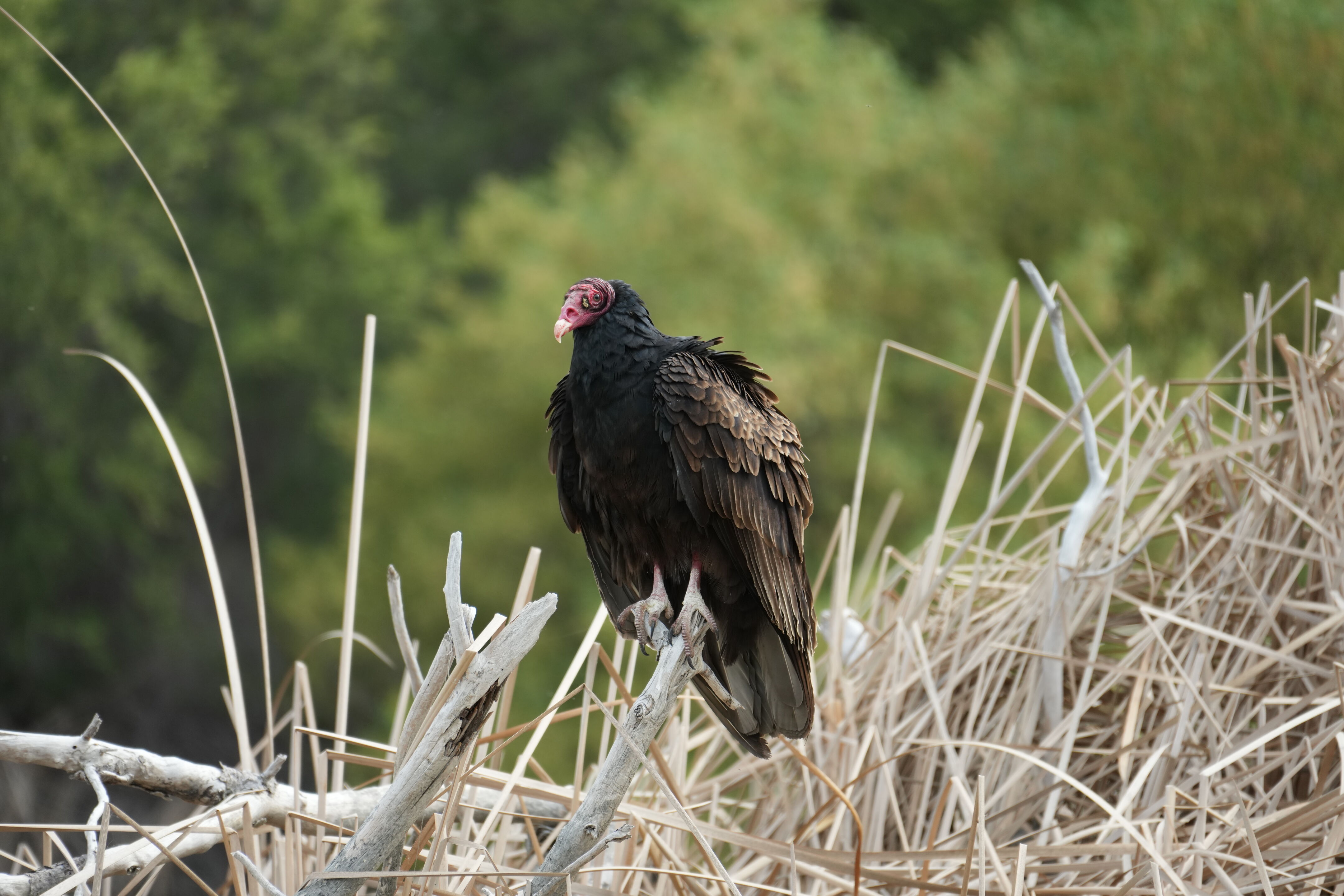 Del Valle Regional Park