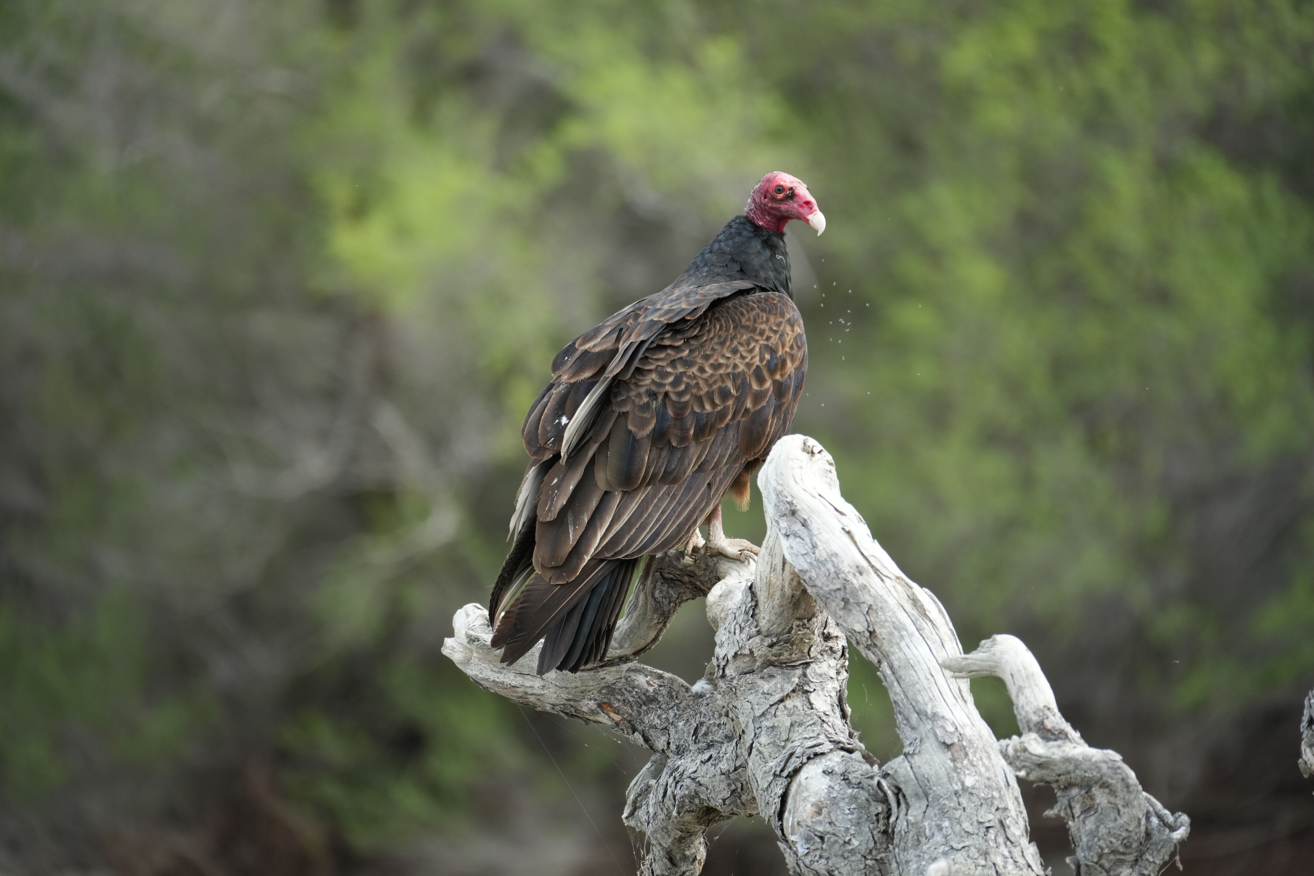 Del Valle Regional Park