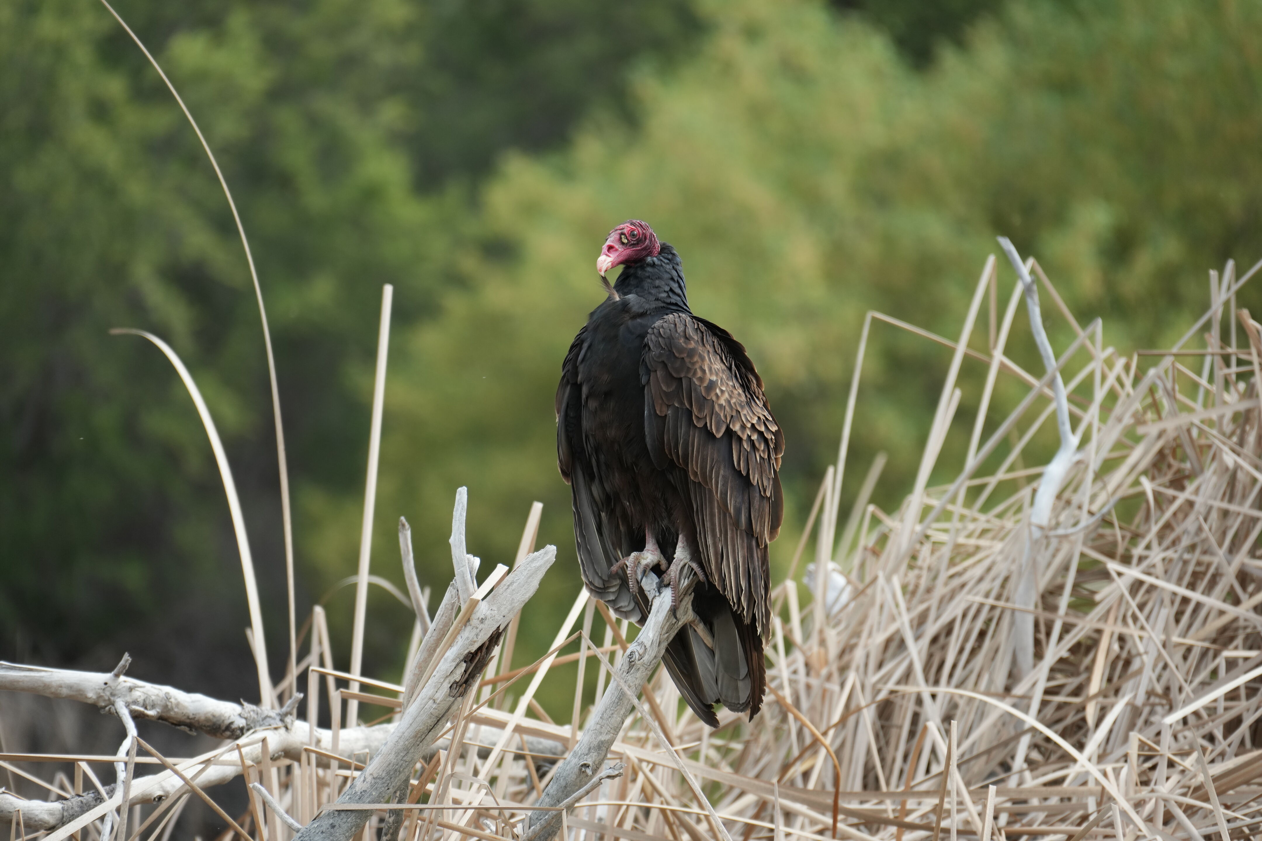 Del Valle Regional Park
