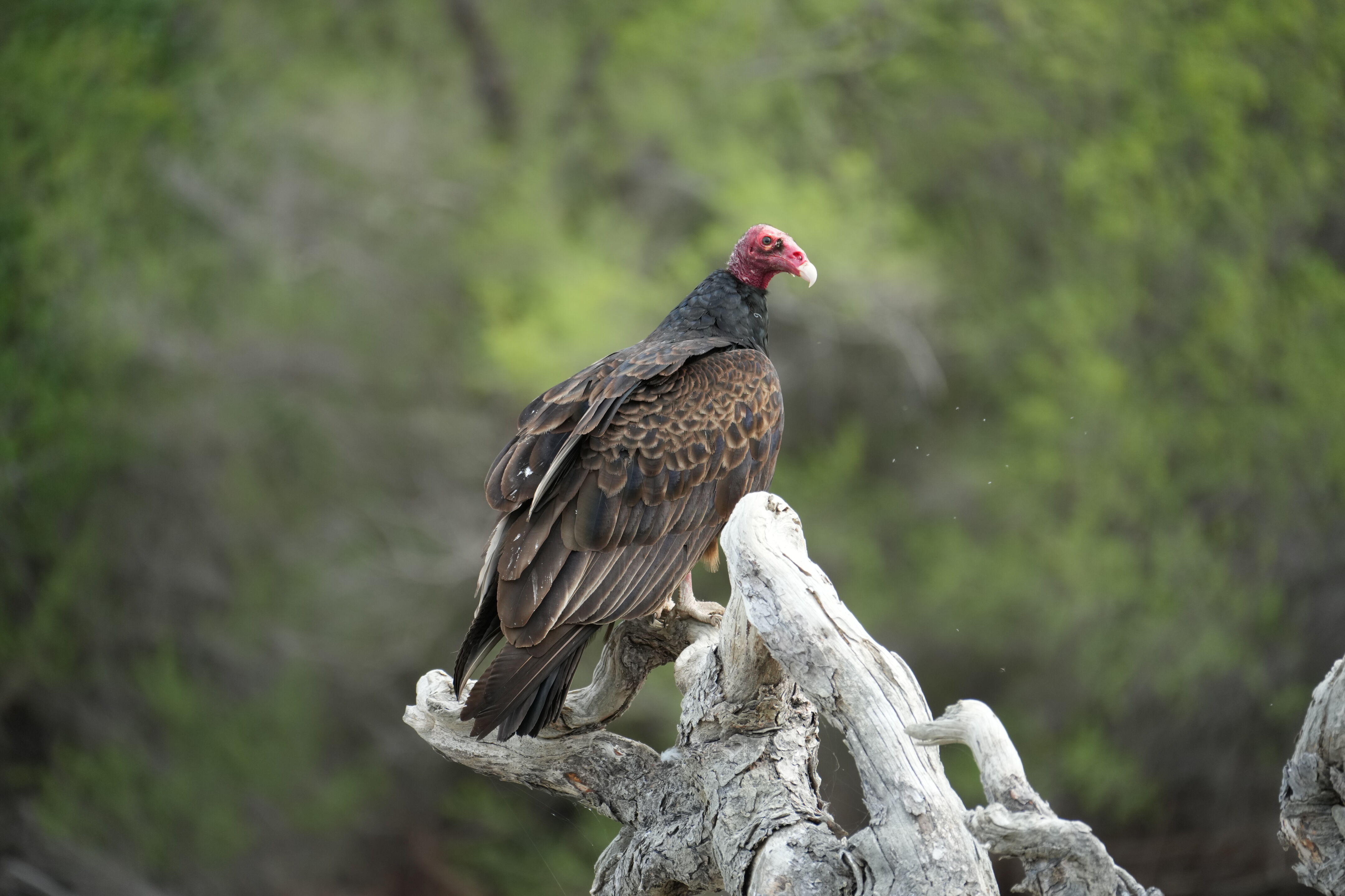 Del Valle Regional Park