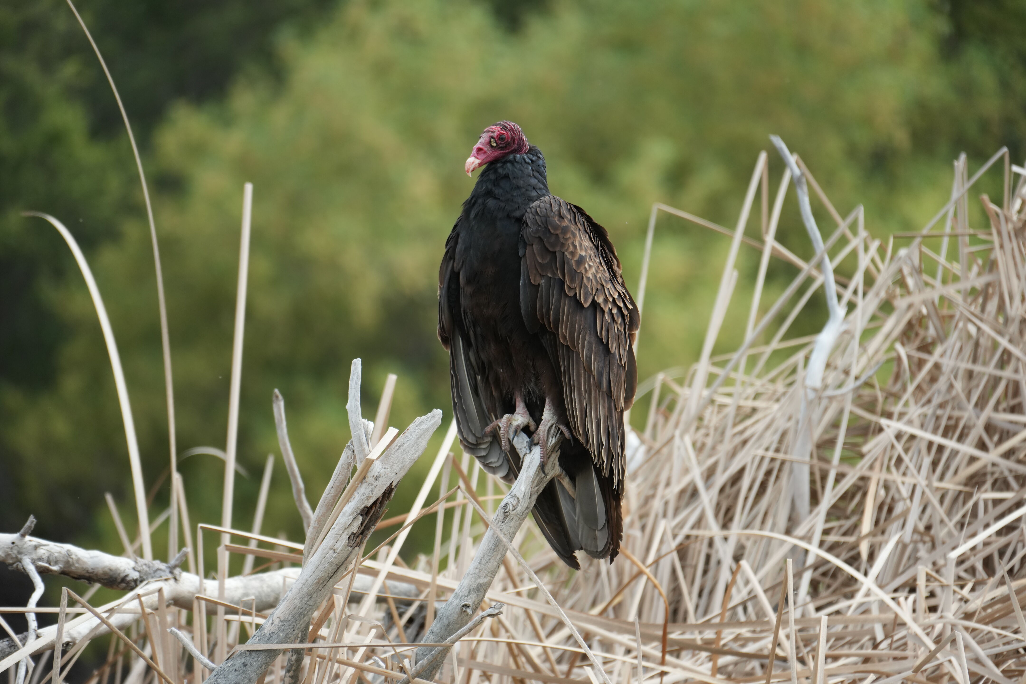 Del Valle Regional Park