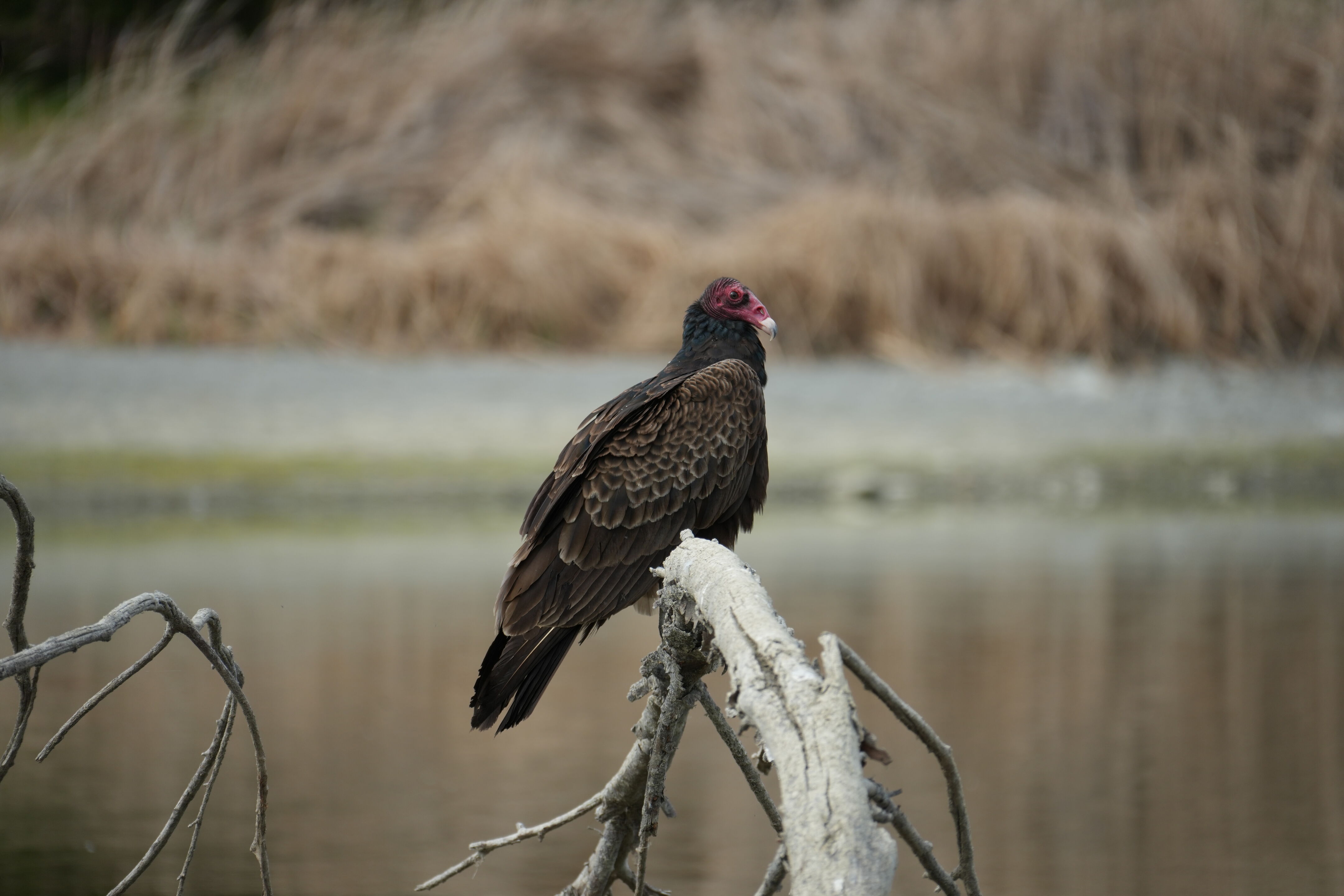 Del Valle Regional Park