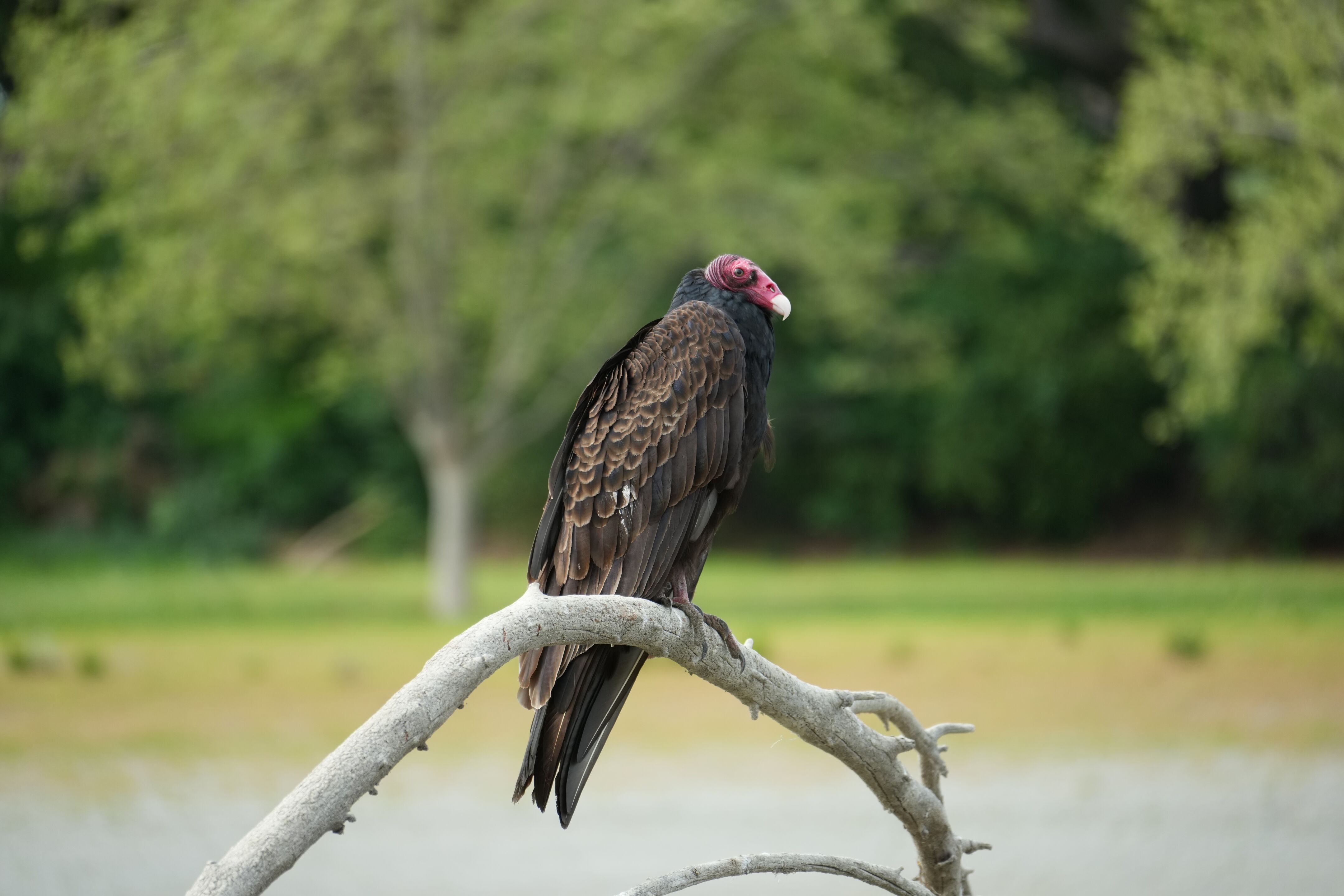 Del Valle Regional Park