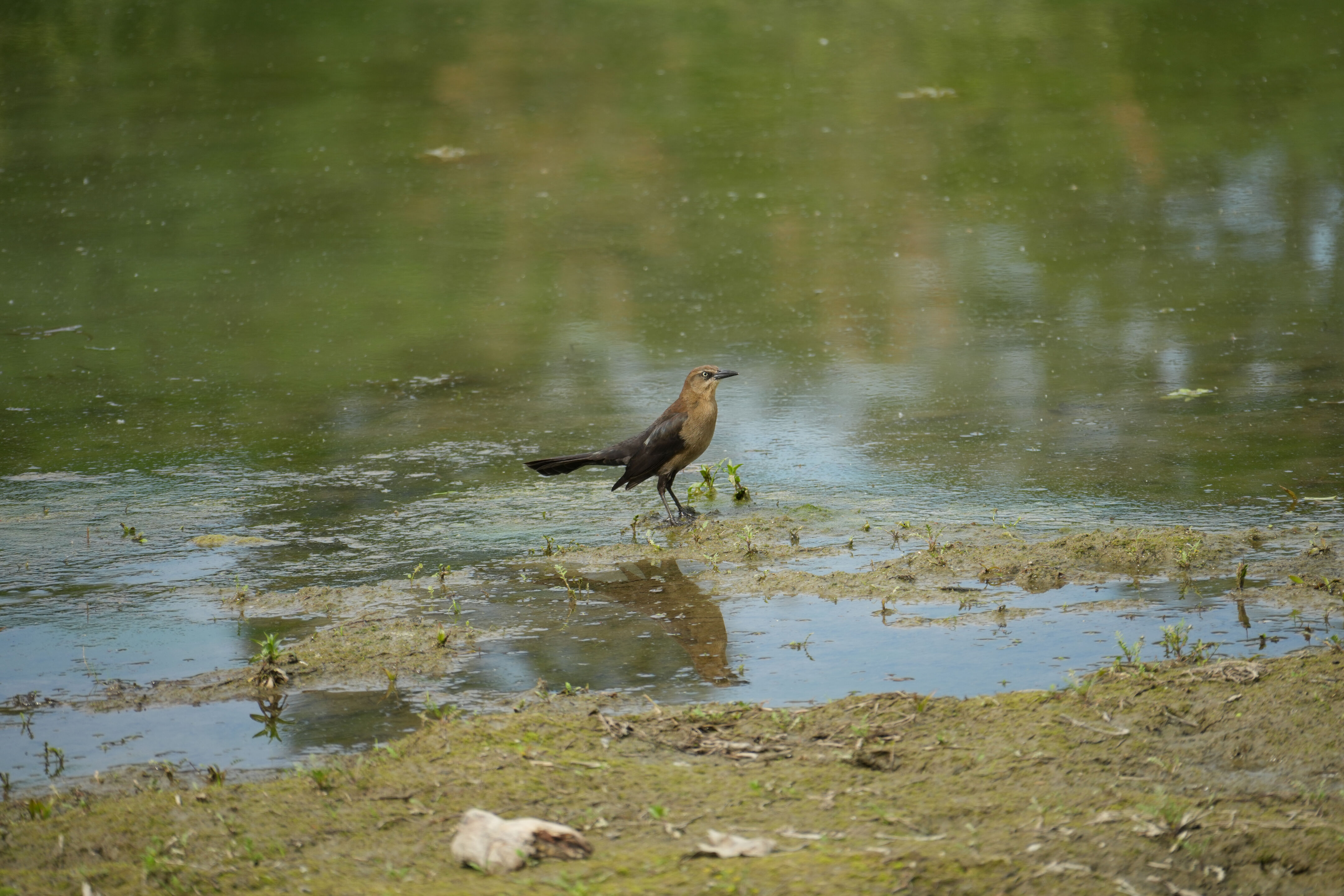 Del Valle Regional Park