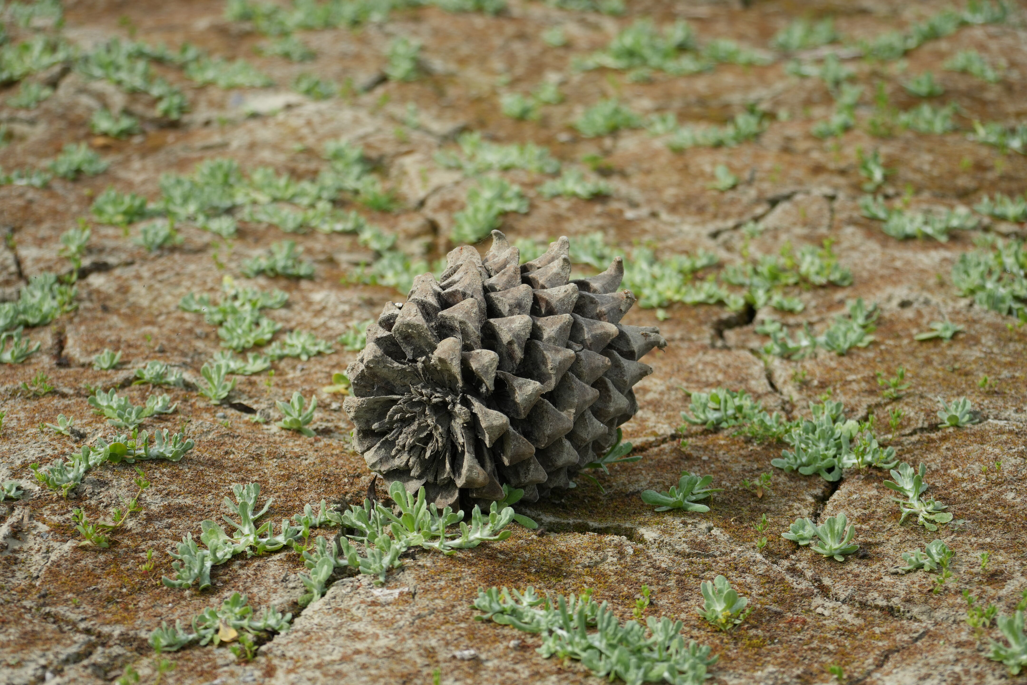 Del Valle Regional Park