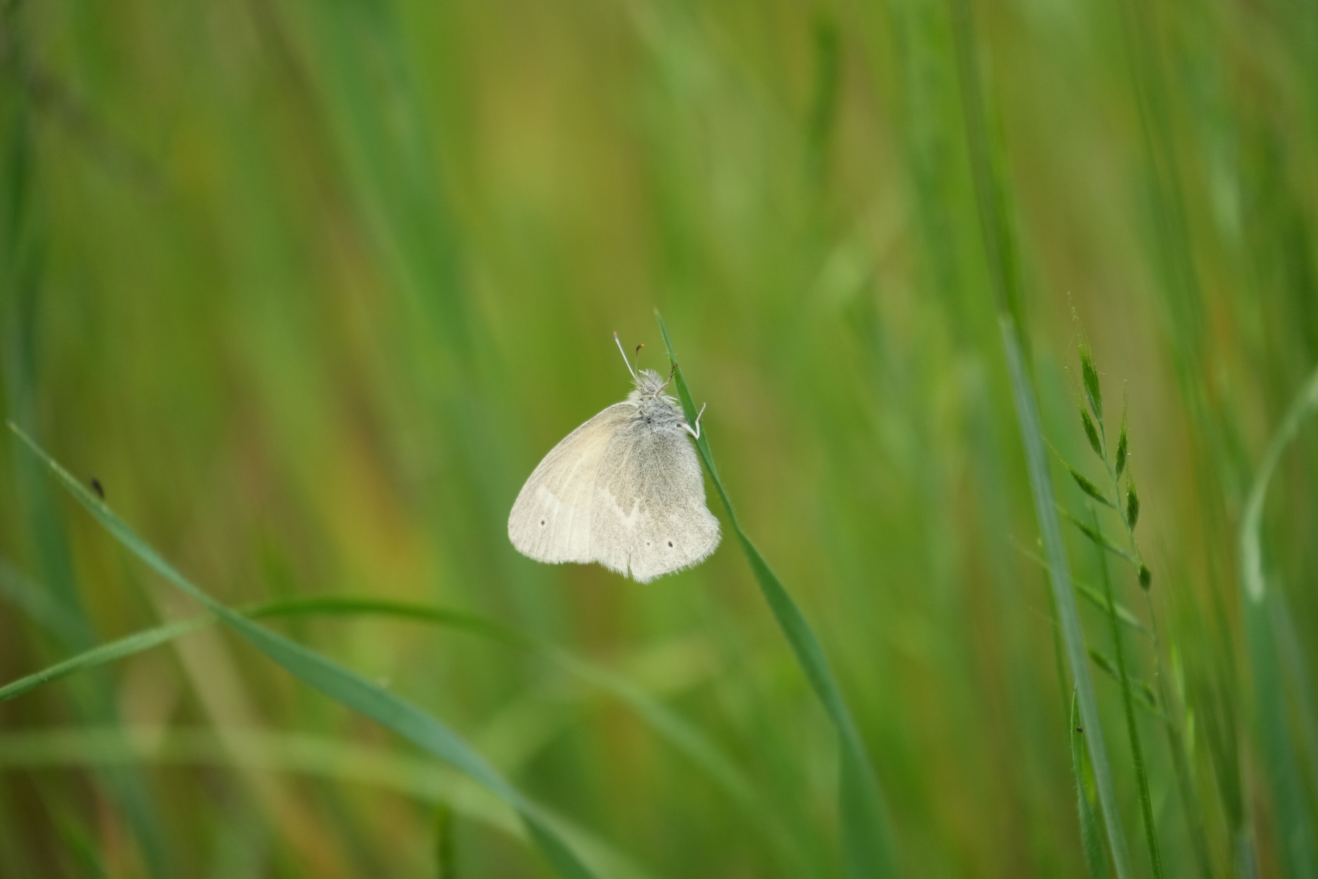 Wood White Butterfly