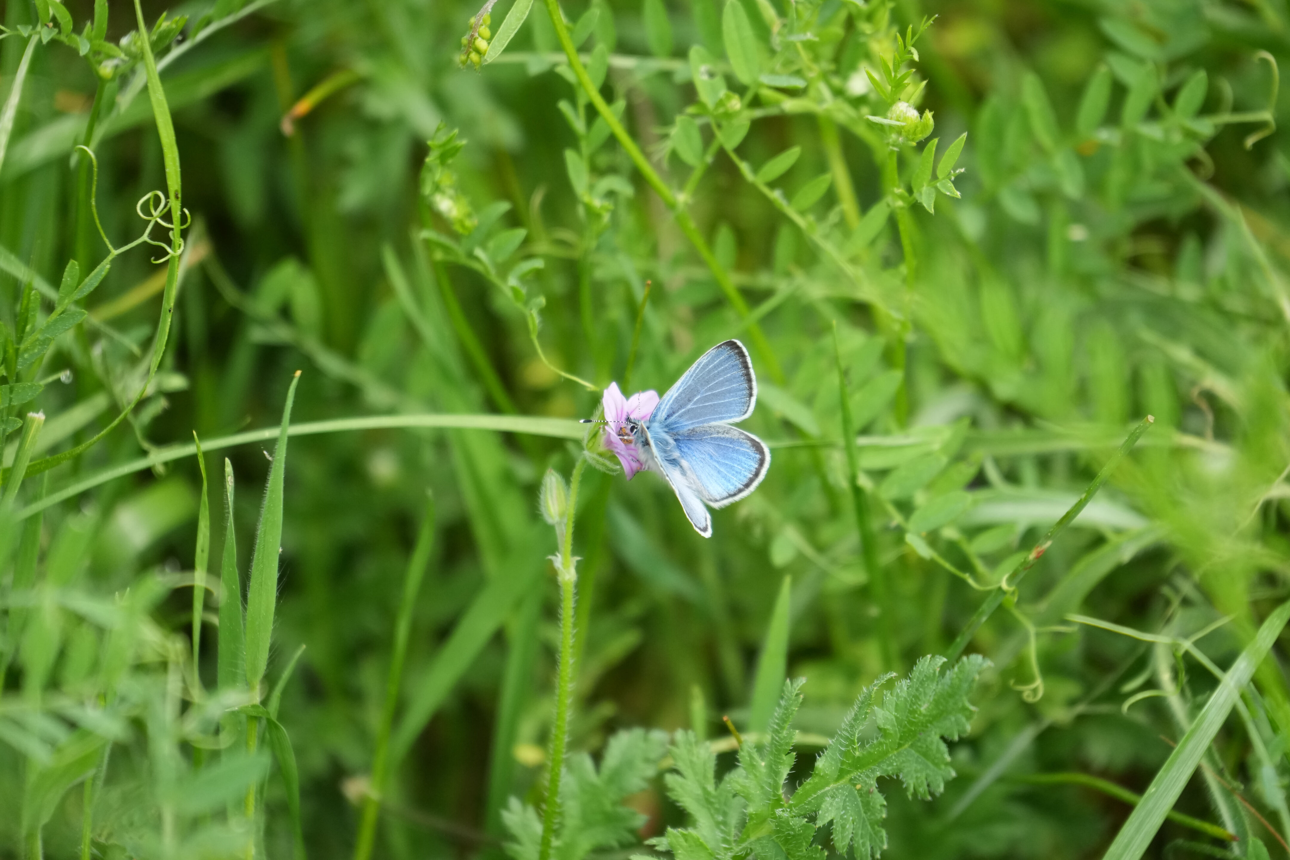 Del Valle Regional Park