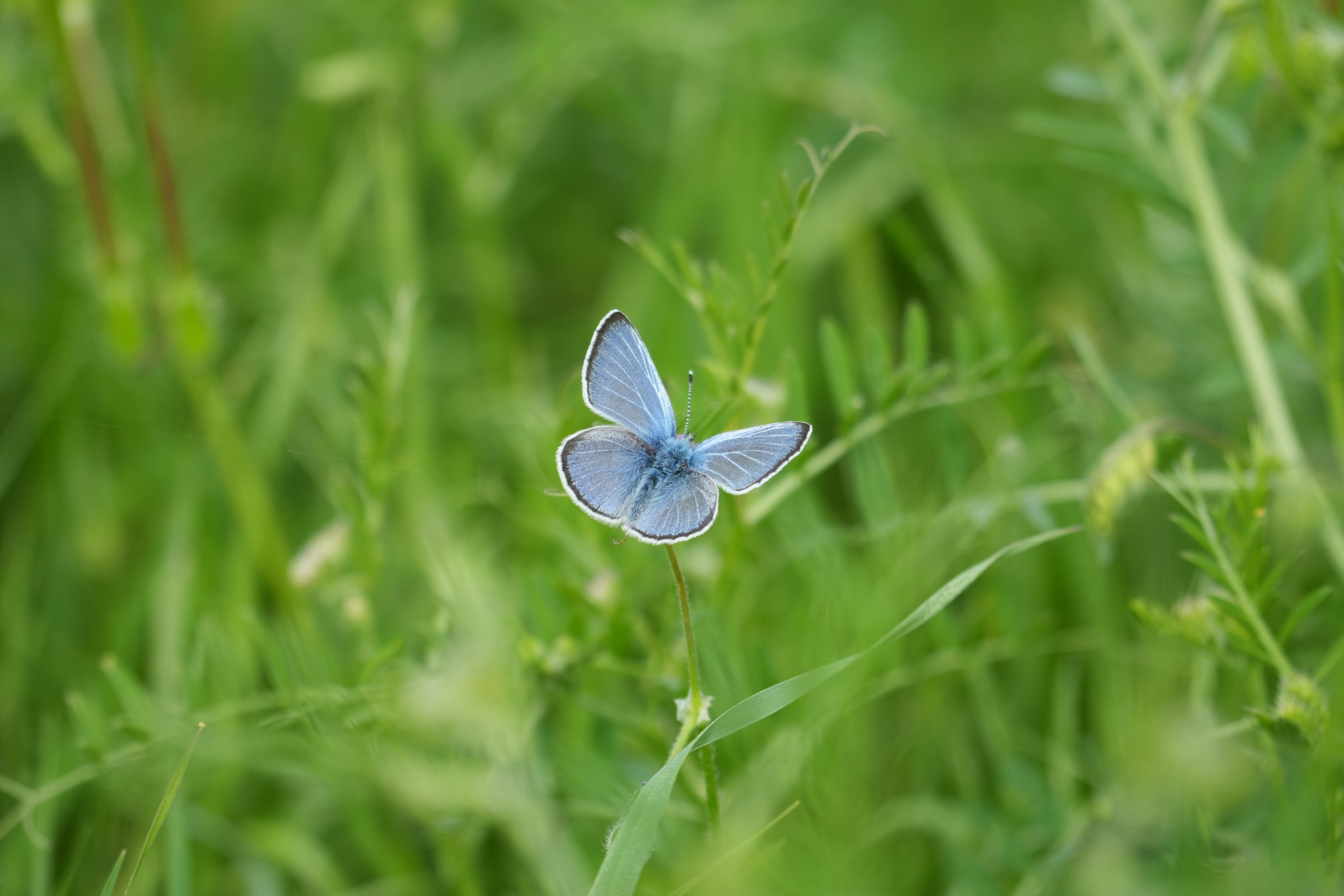Del Valle Regional Park