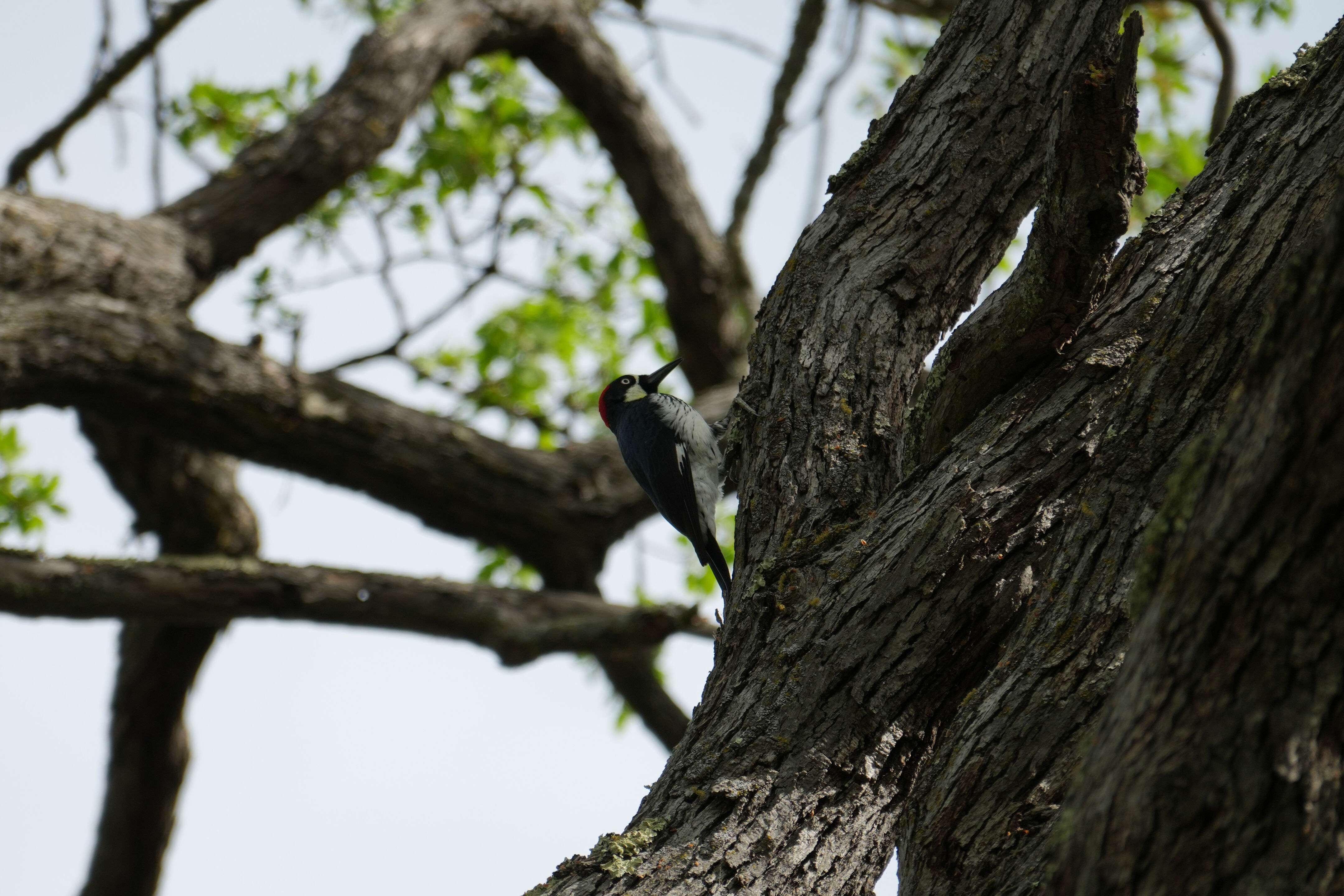 Del Valle Regional Park
