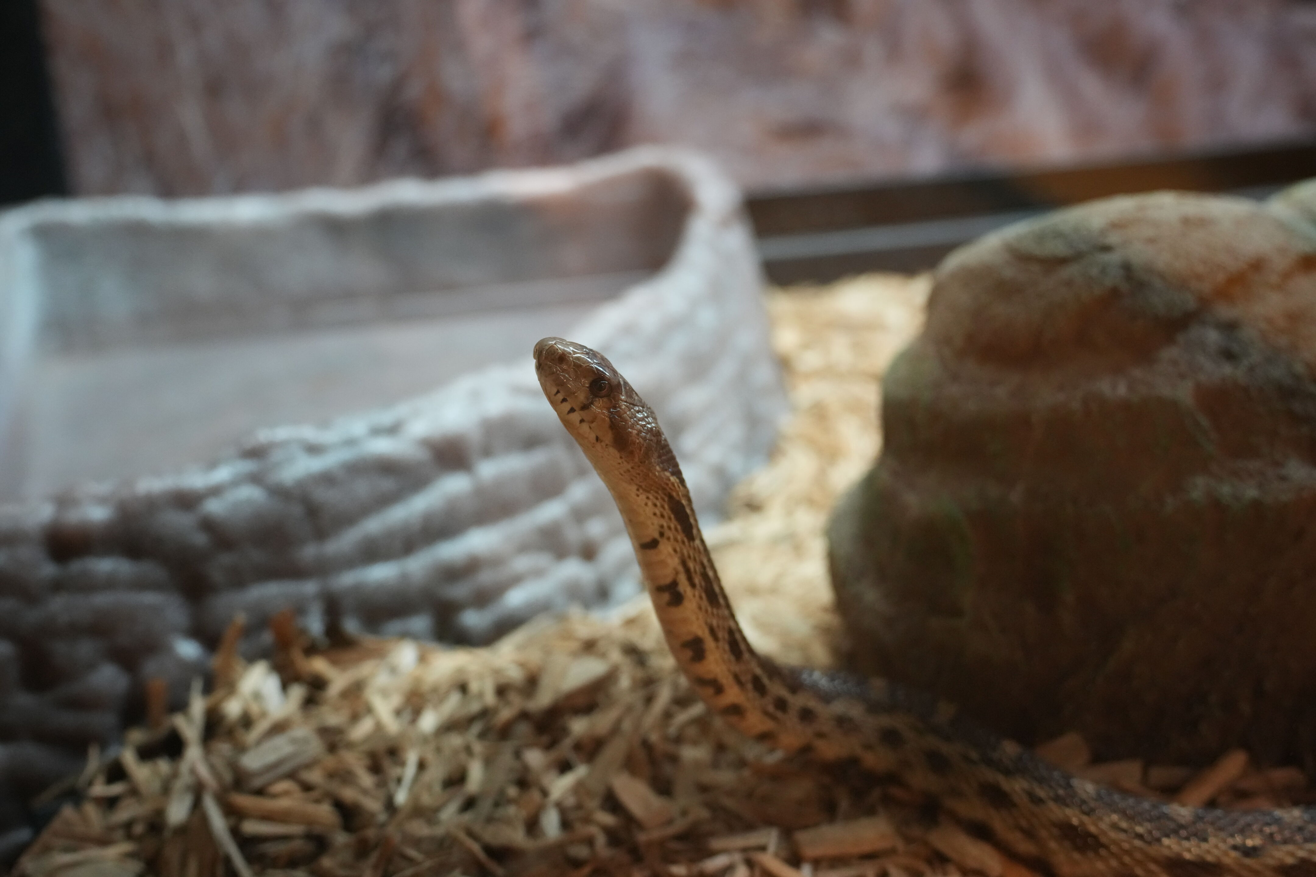 Del Valle Regional Park