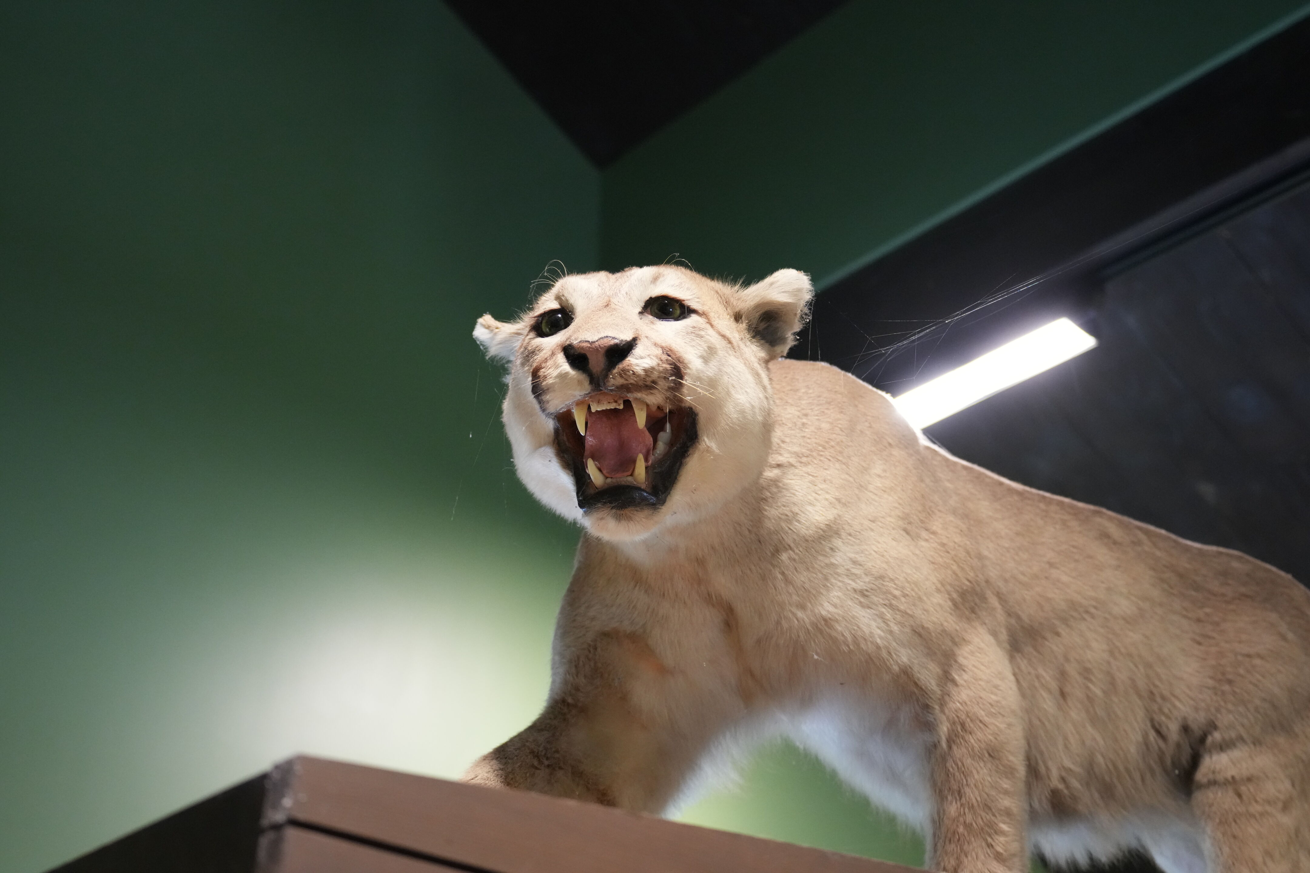 Del Valle Regional Park