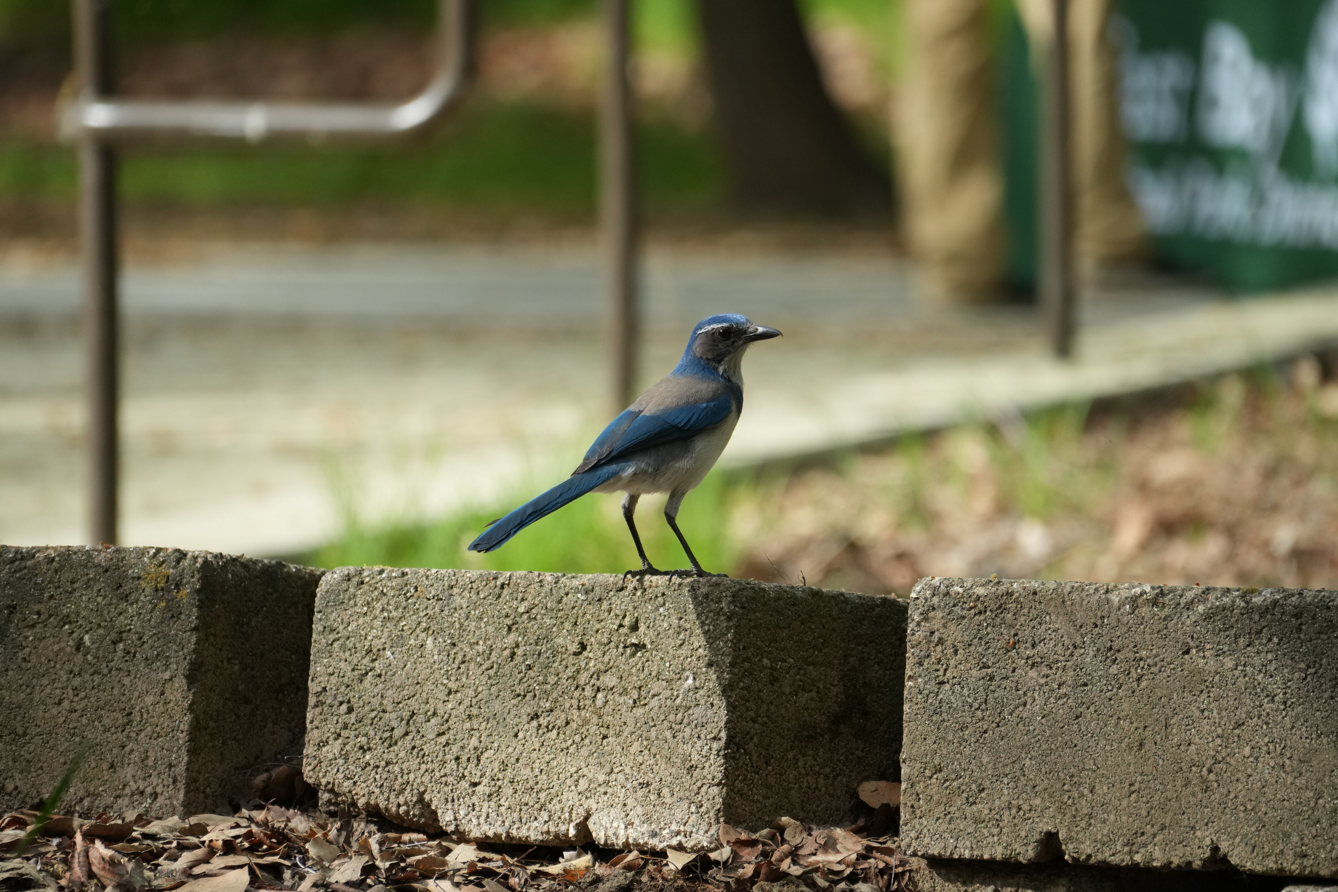 Del Valle Regional Park