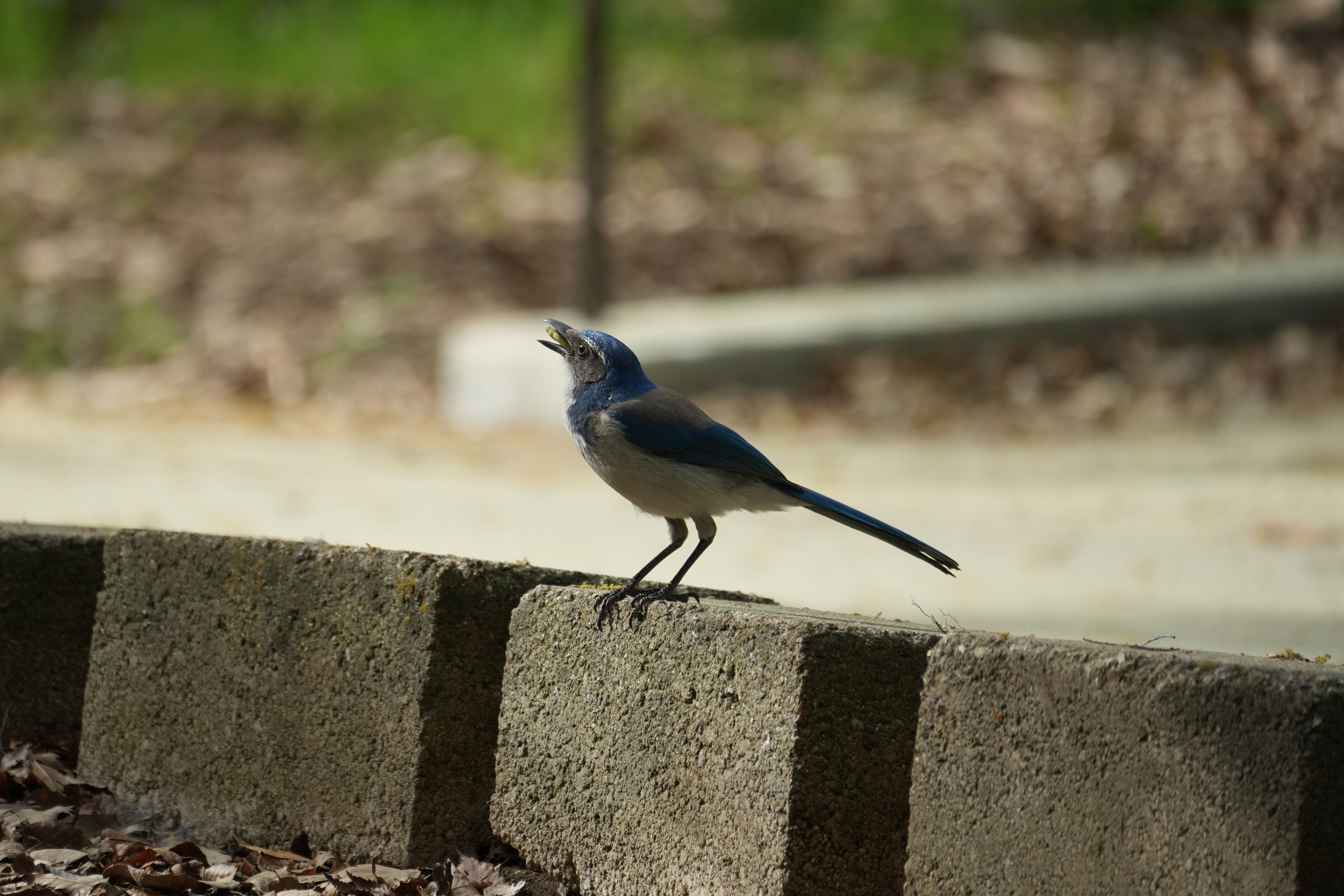 Del Valle Regional Park