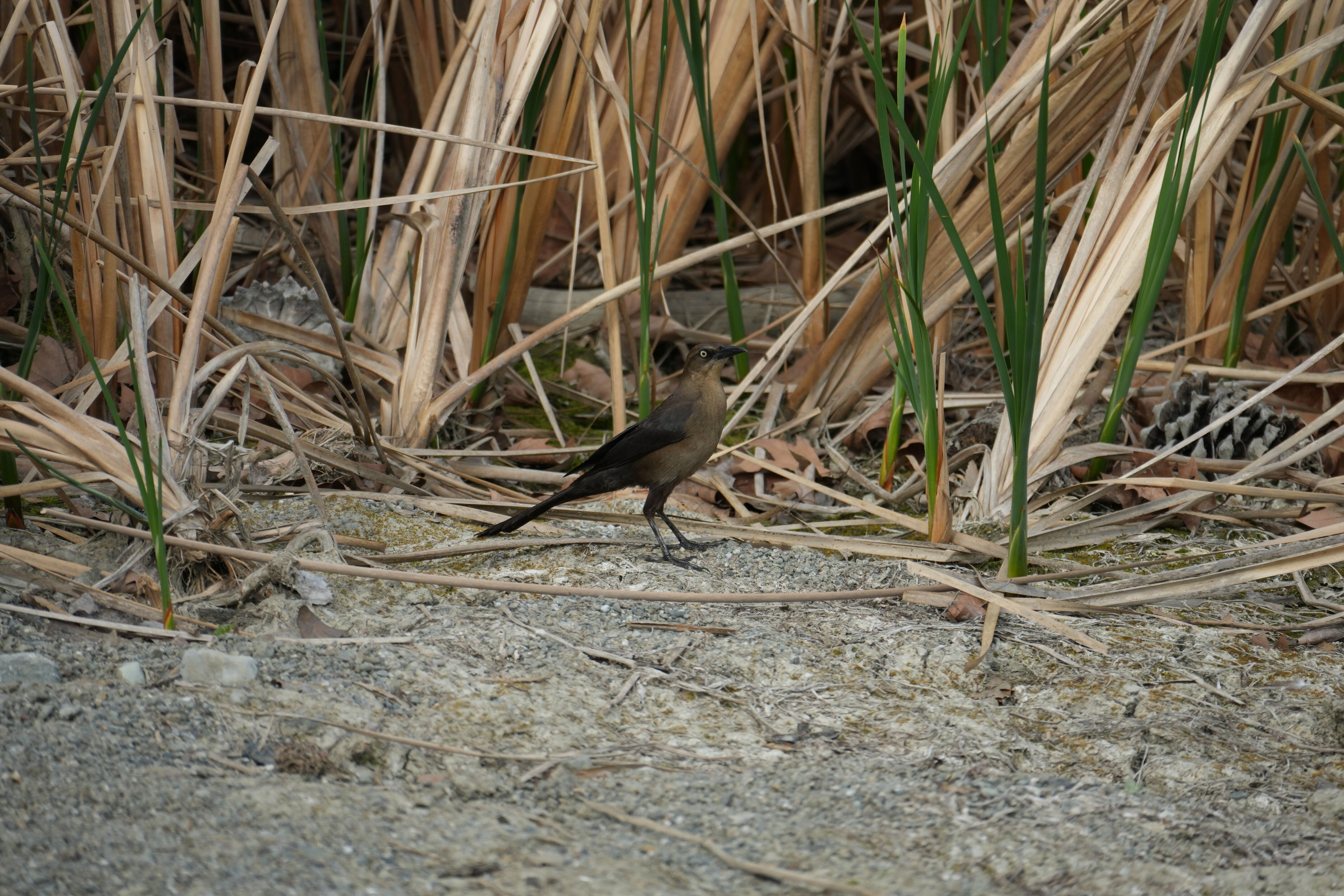 Del Valle Regional Park