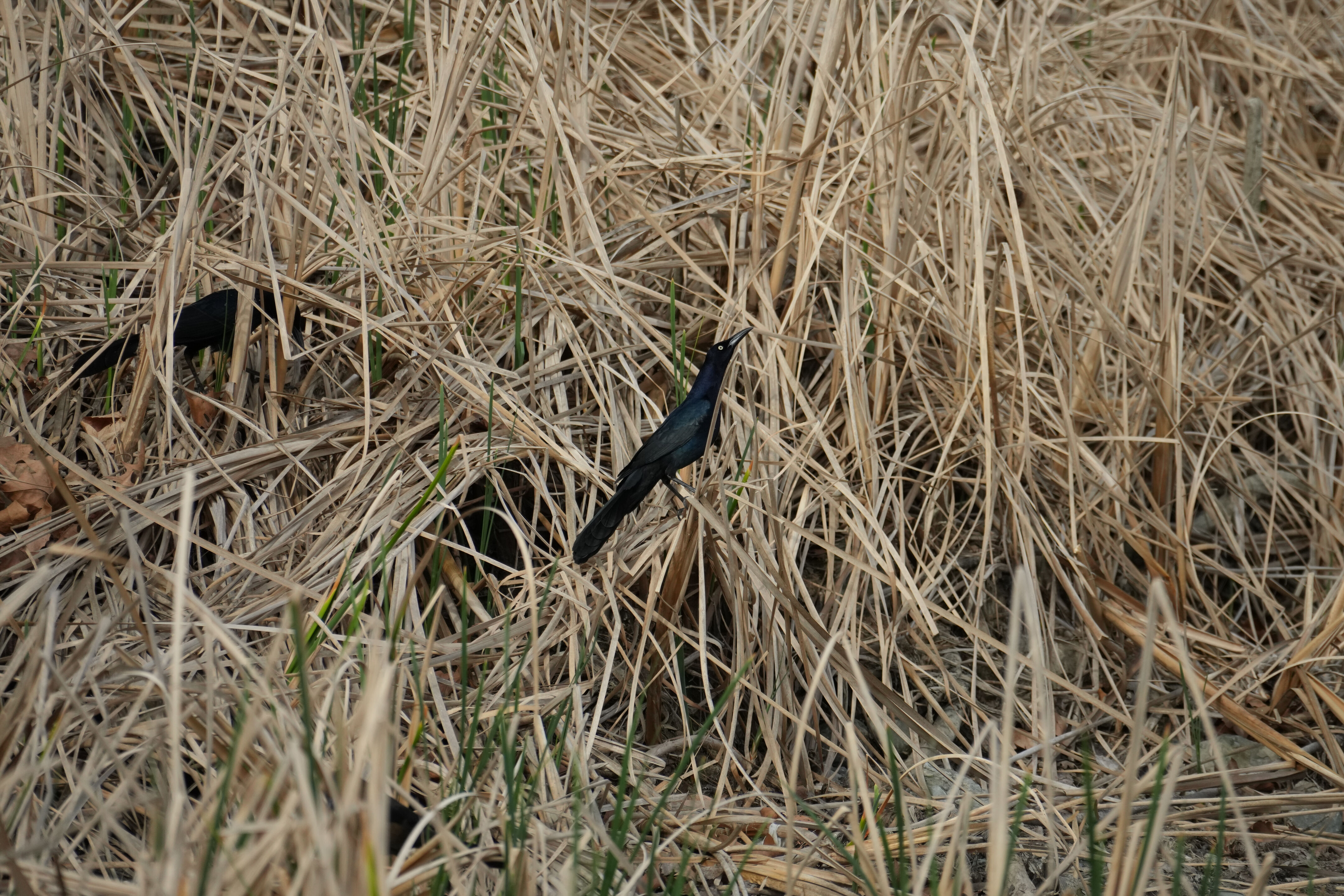 Del Valle Regional Park