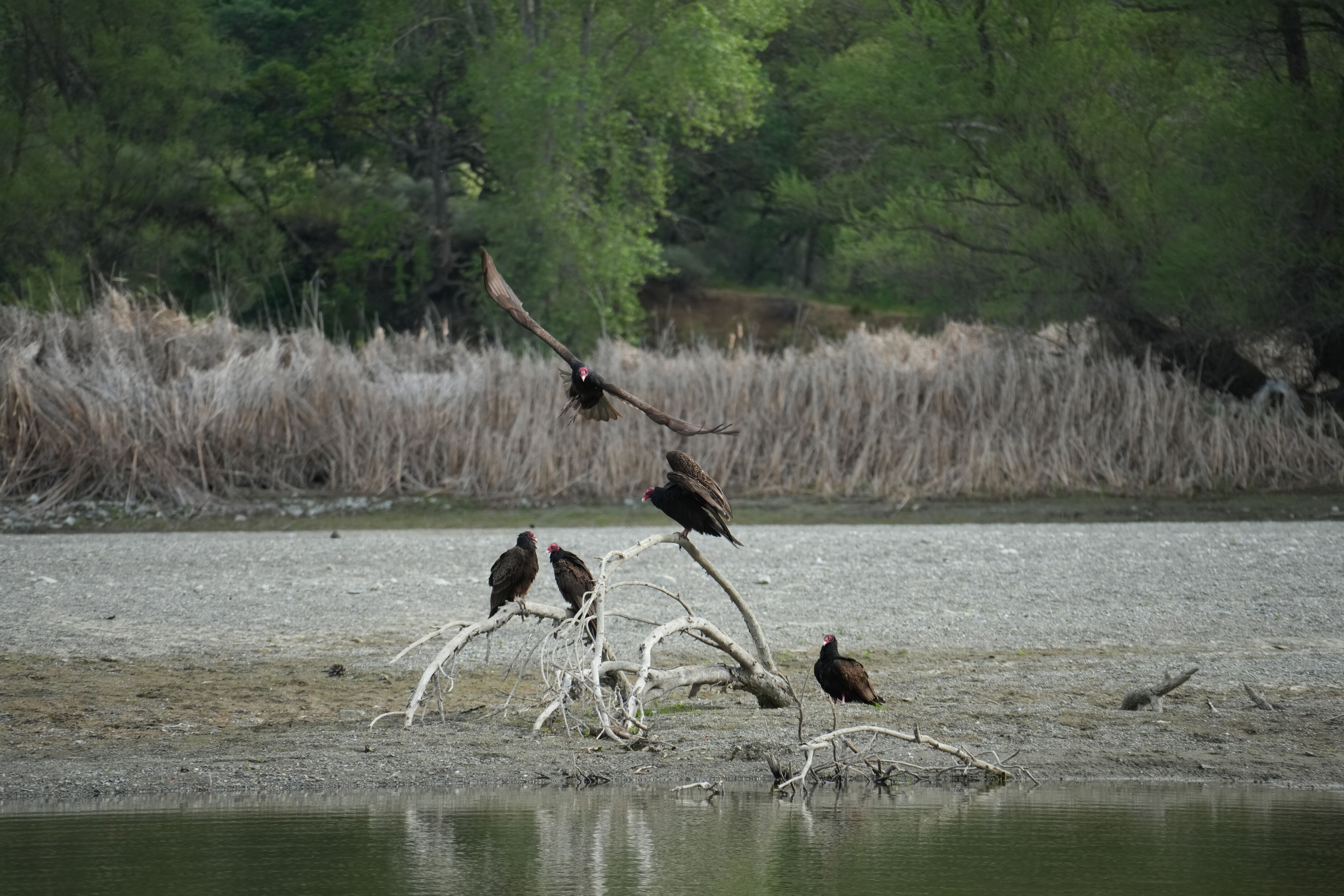 Del Valle Regional Park