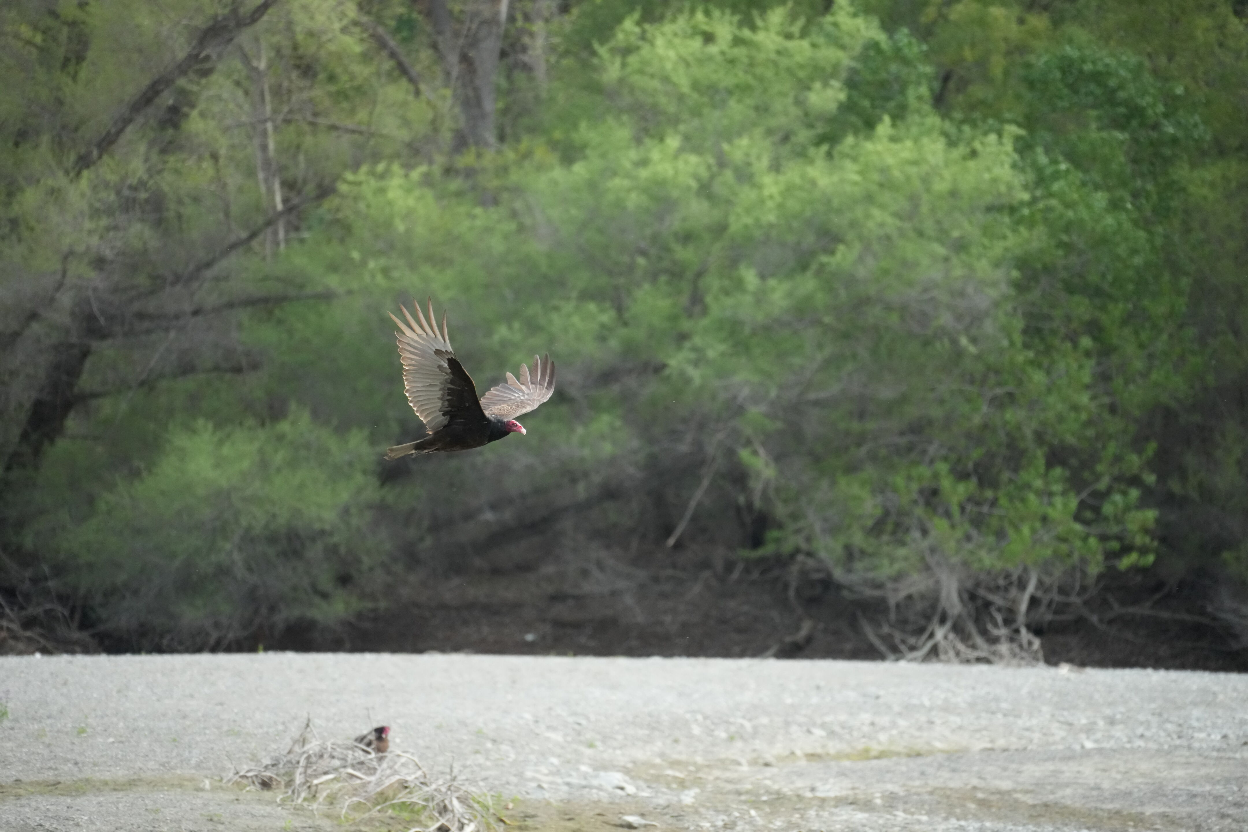 Del Valle Regional Park