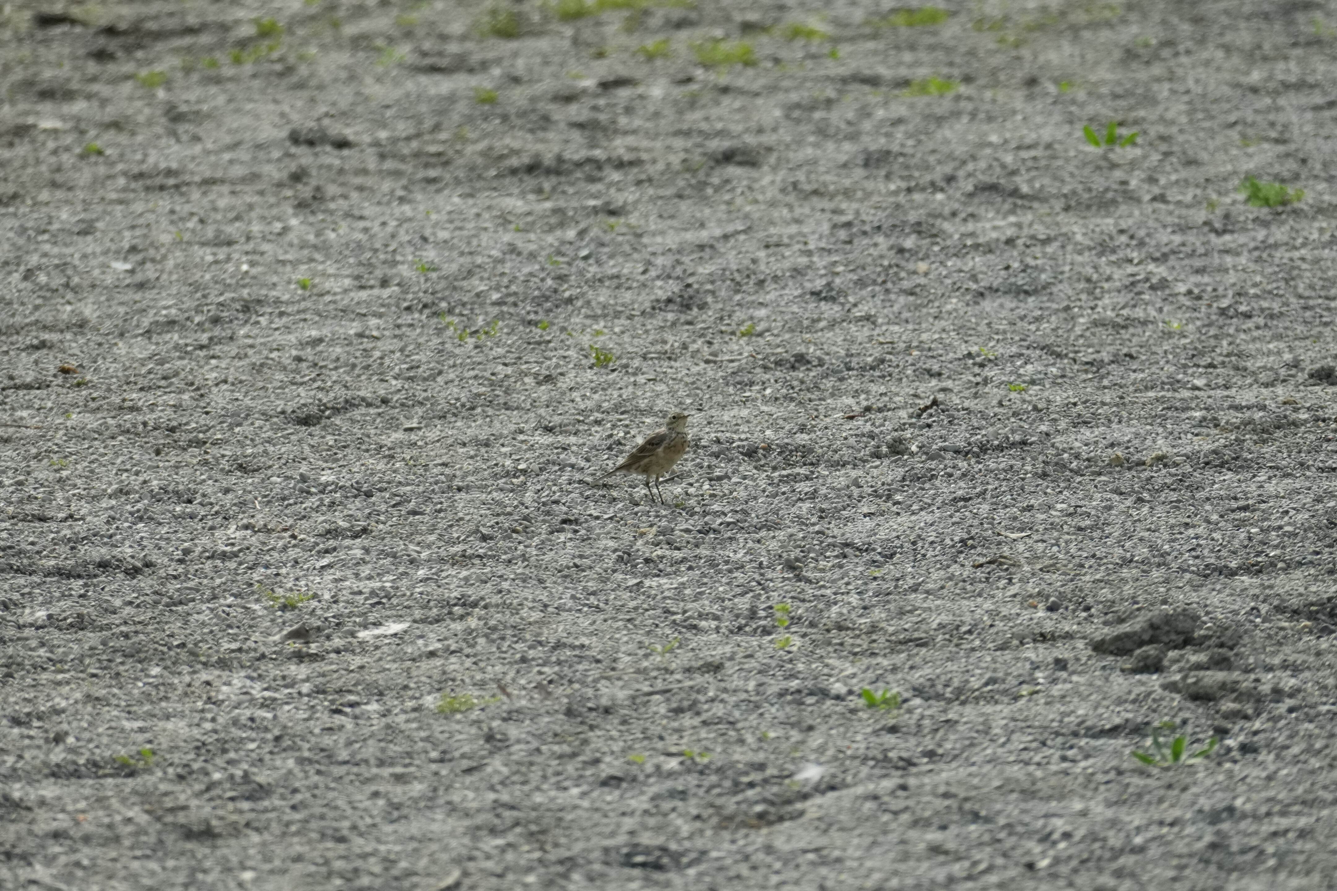 Del Valle Regional Park