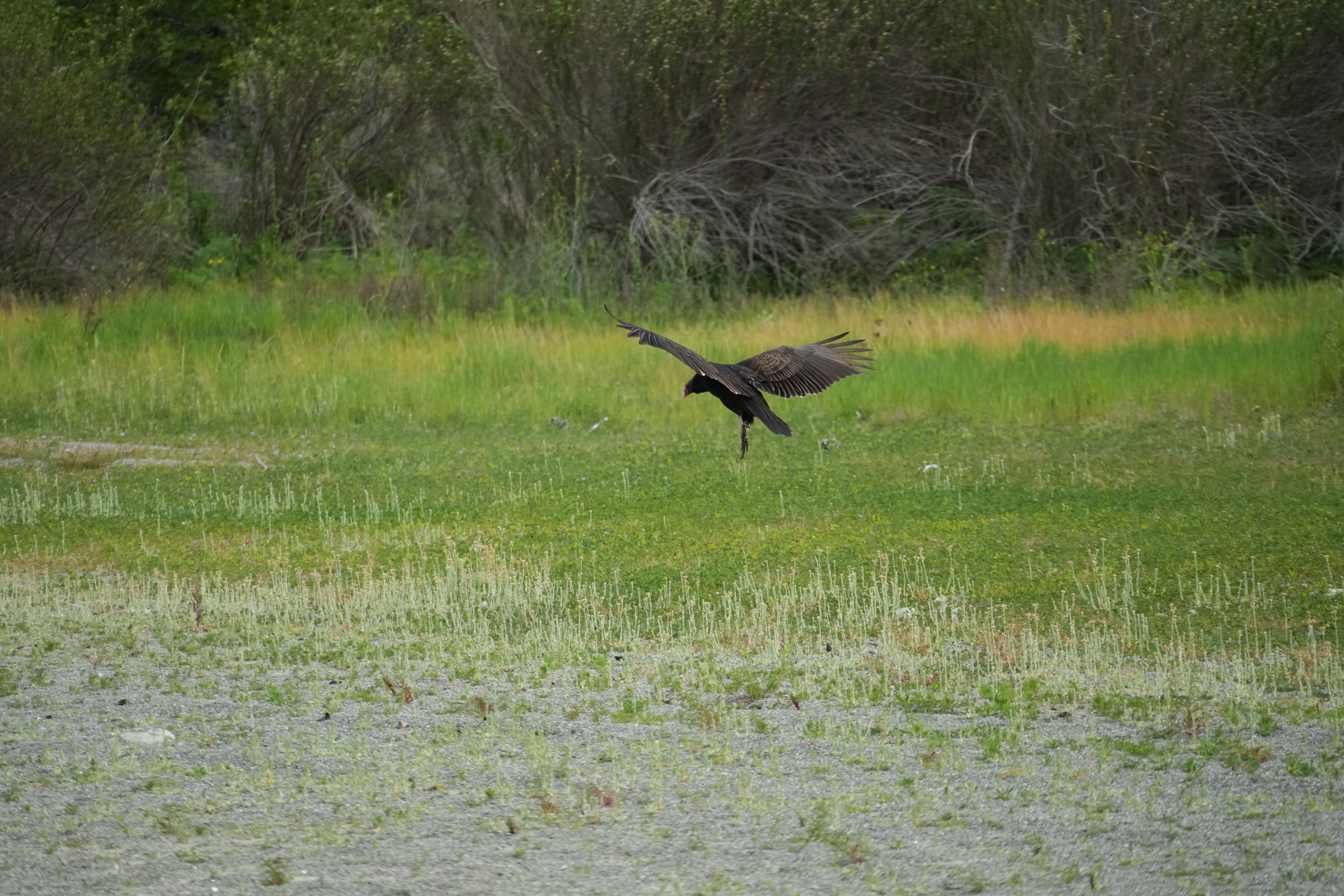Del Valle Regional Park
