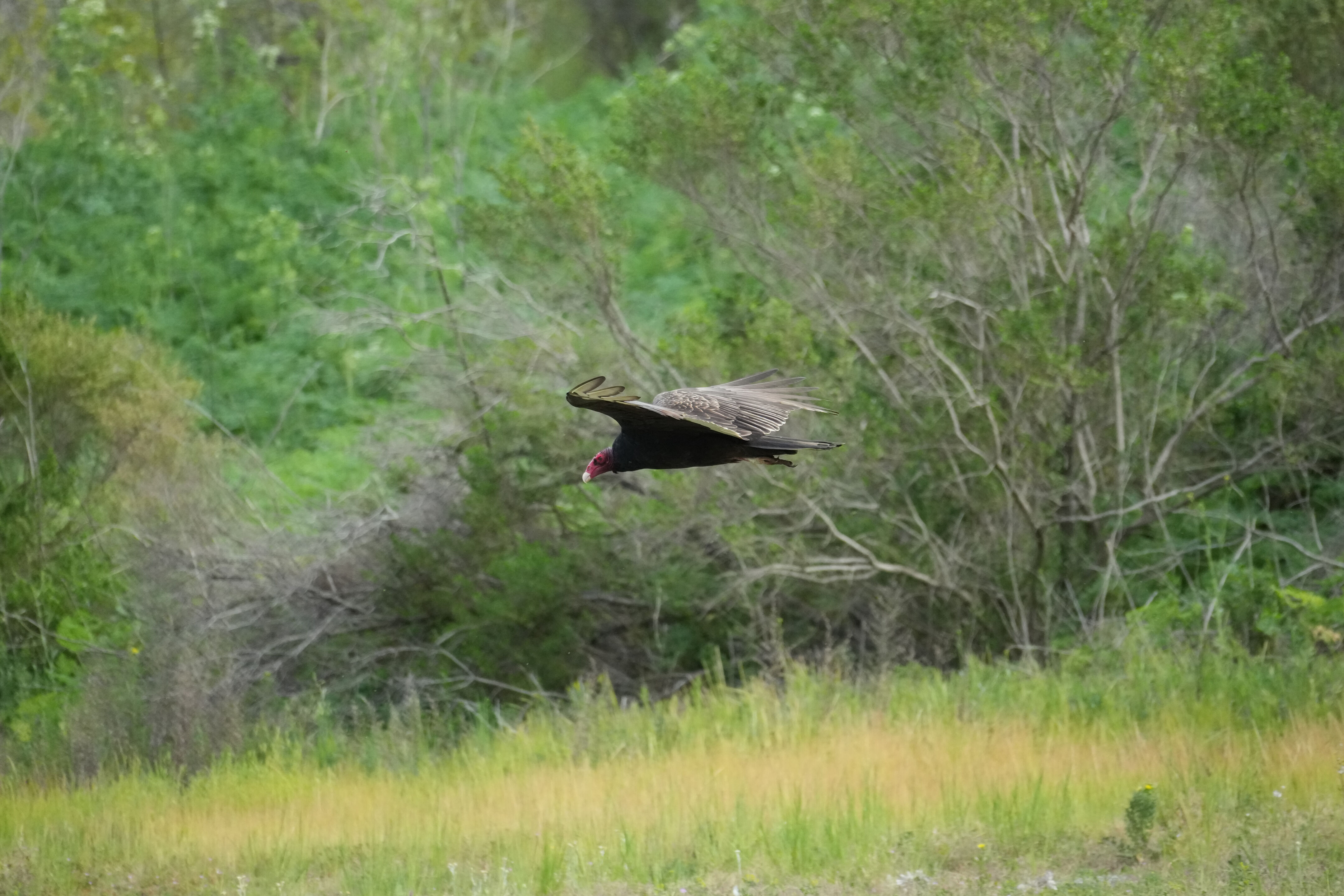 Del Valle Regional Park