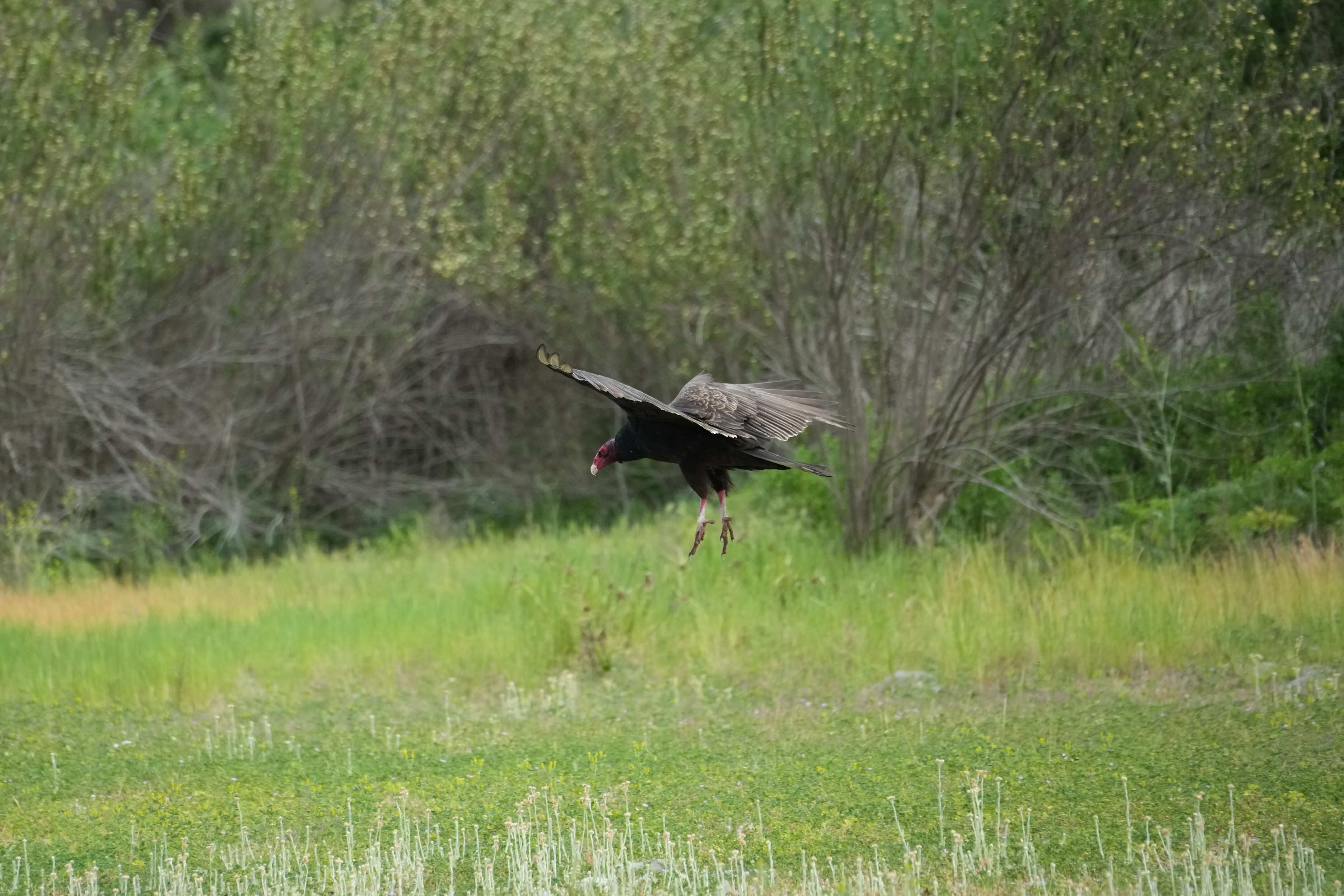 Del Valle Regional Park