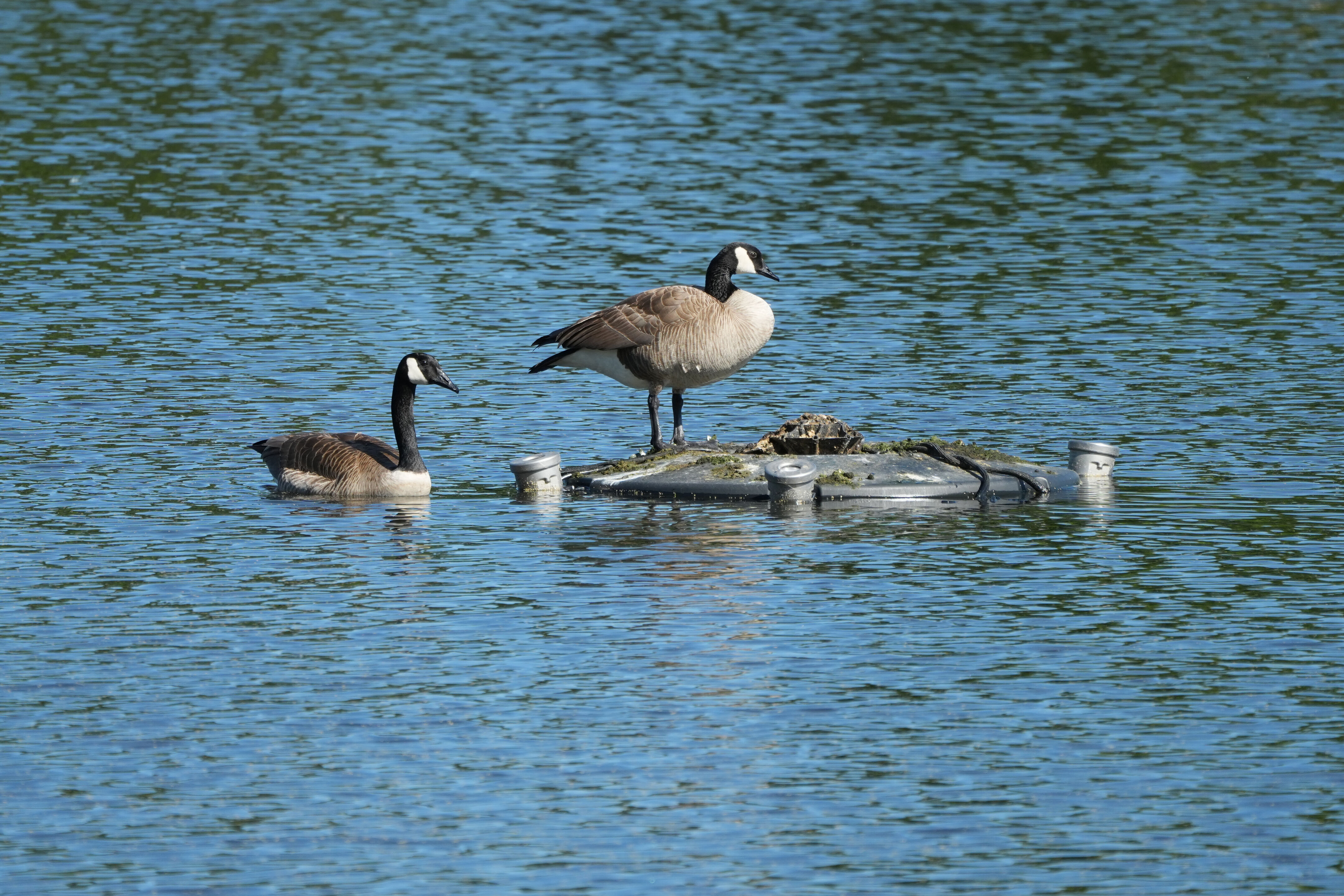 Contra Costa Canal Regional Trail