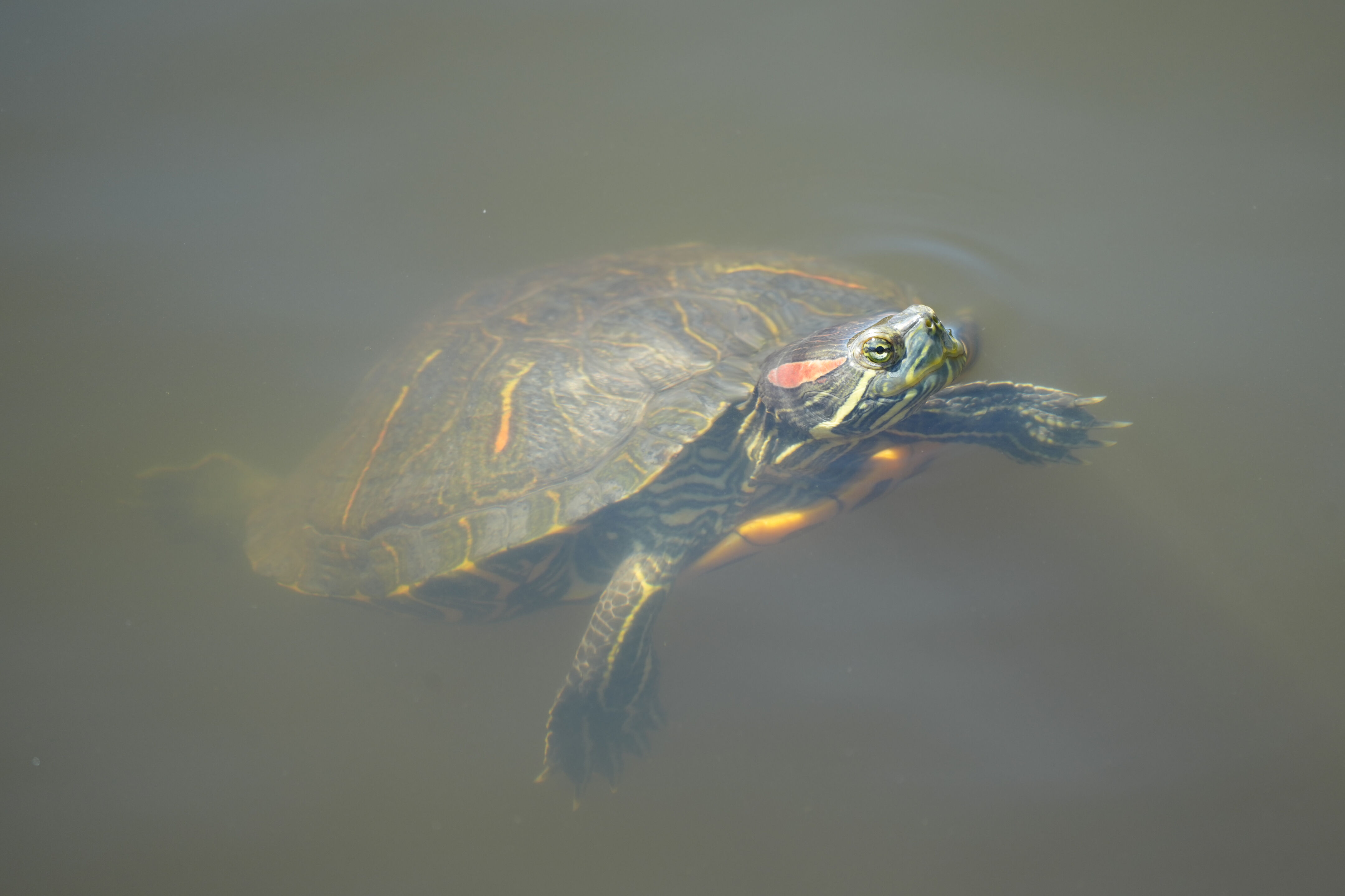 Contra Costa Canal Regional Trail