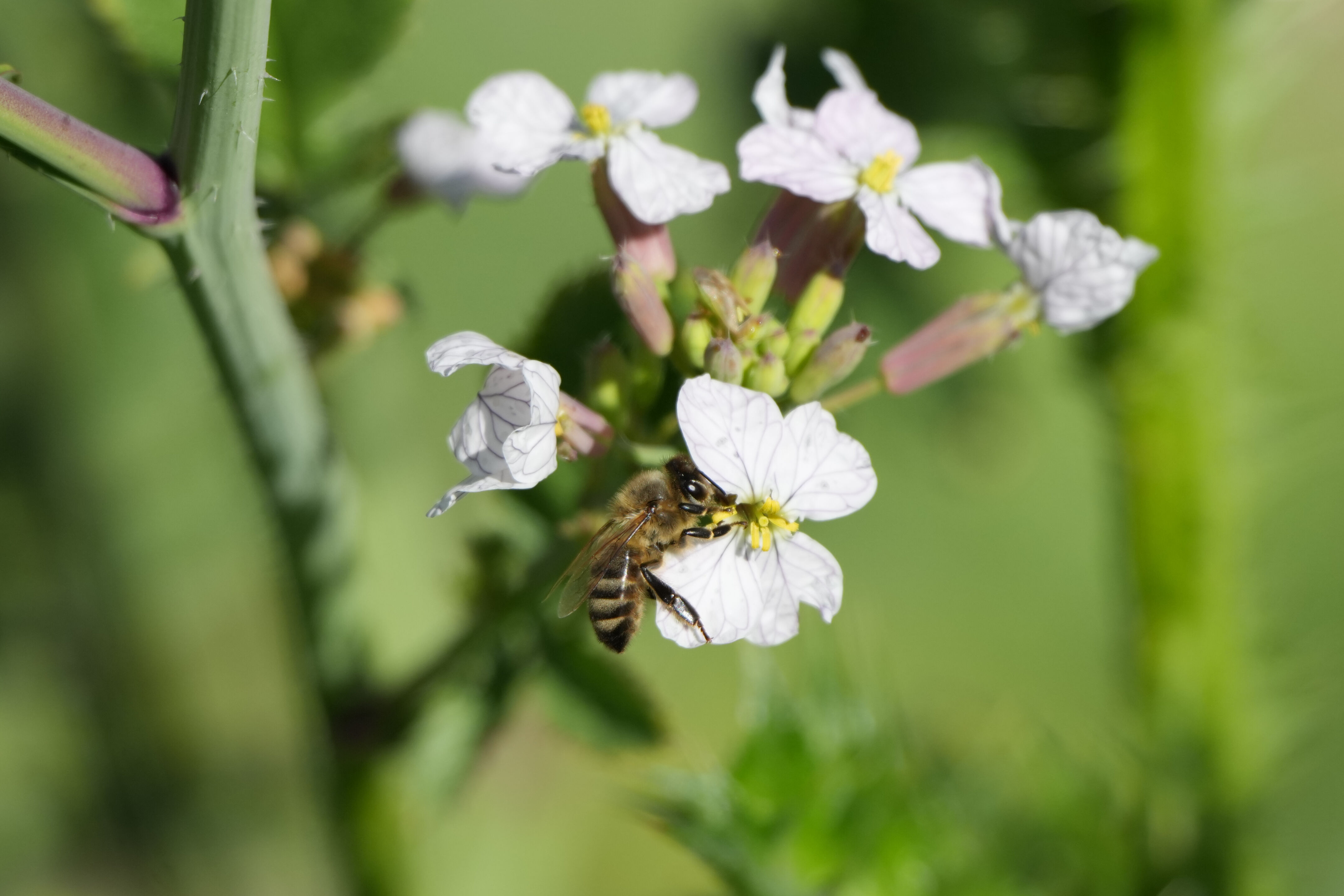 Contra Costa Canal Regional Trail
