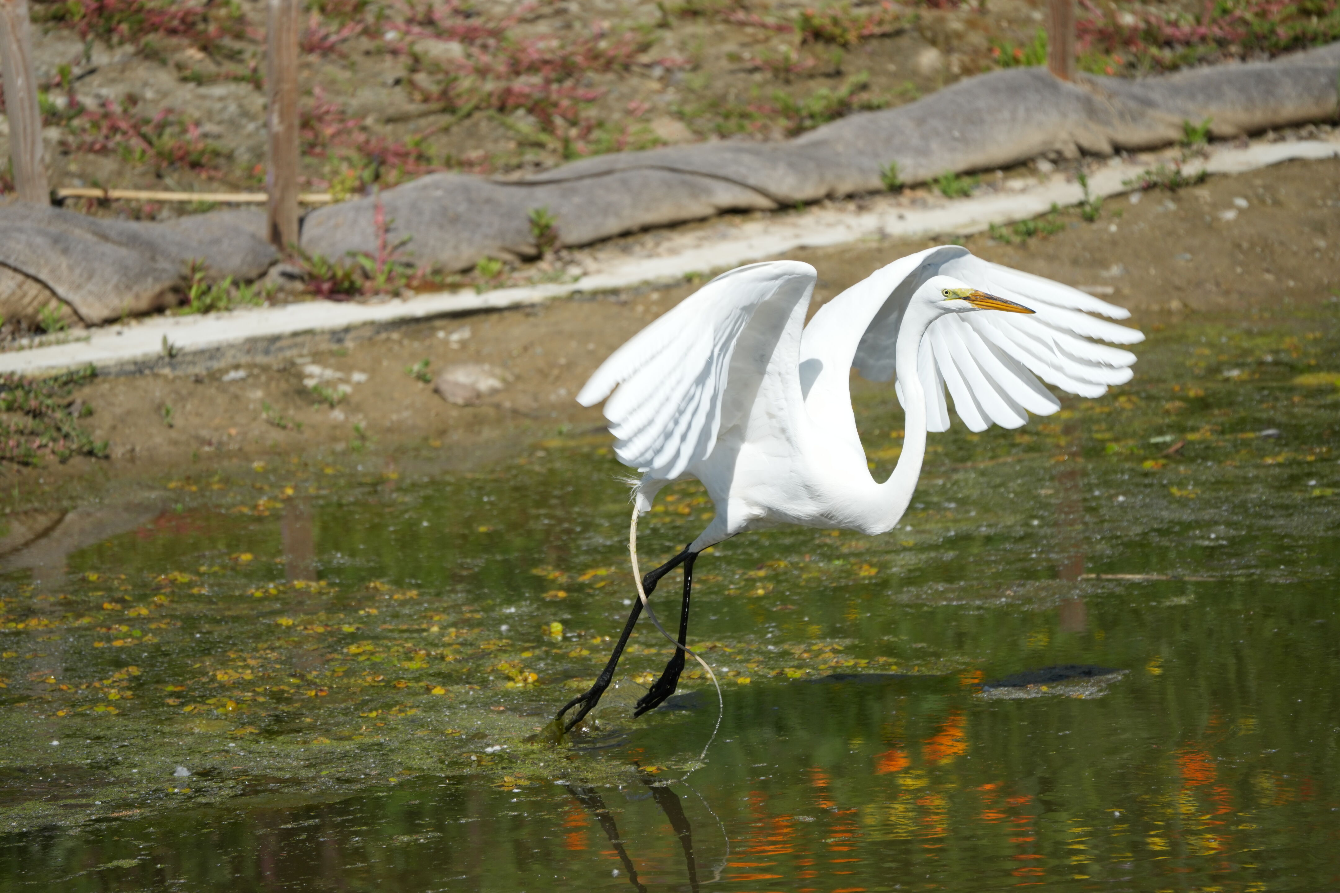 Contra Costa Canal Regional Trail
