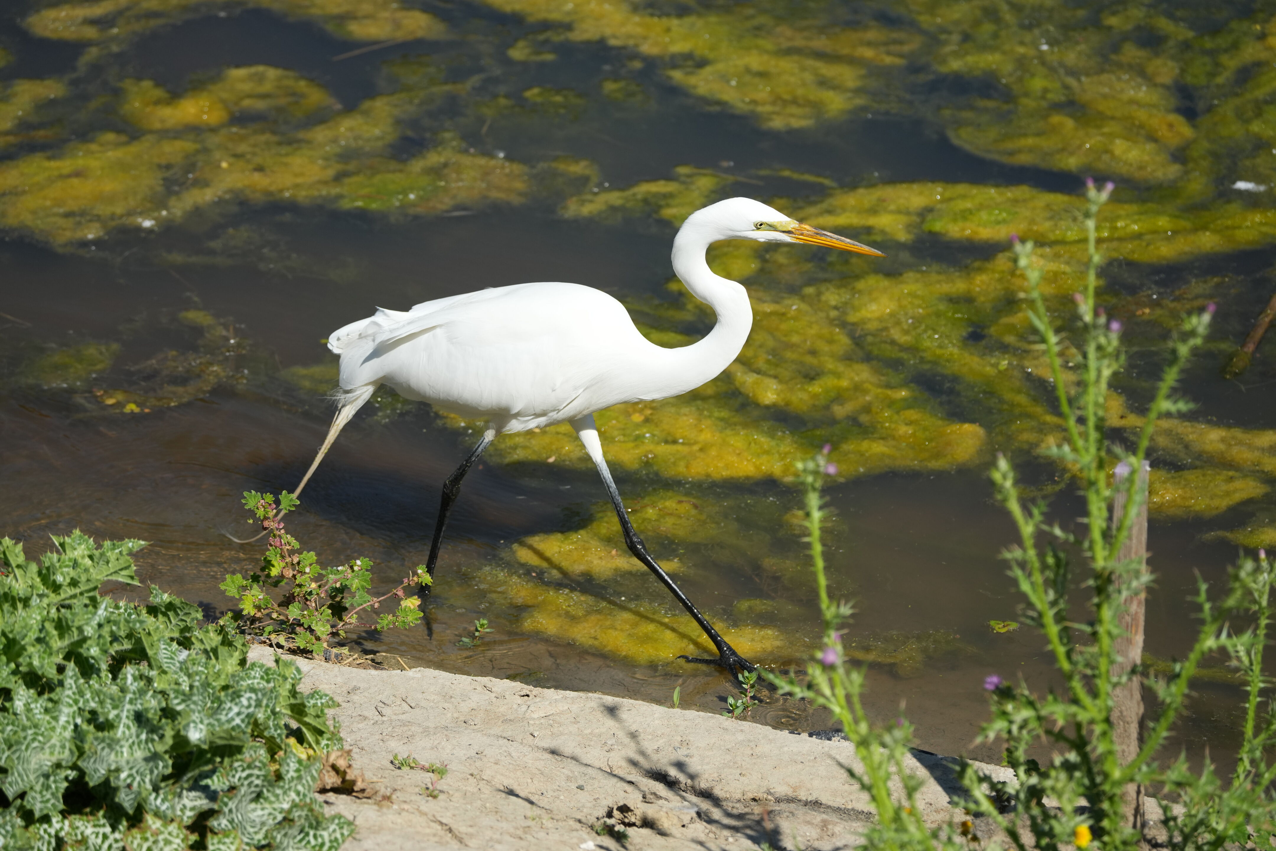 Contra Costa Canal Regional Trail