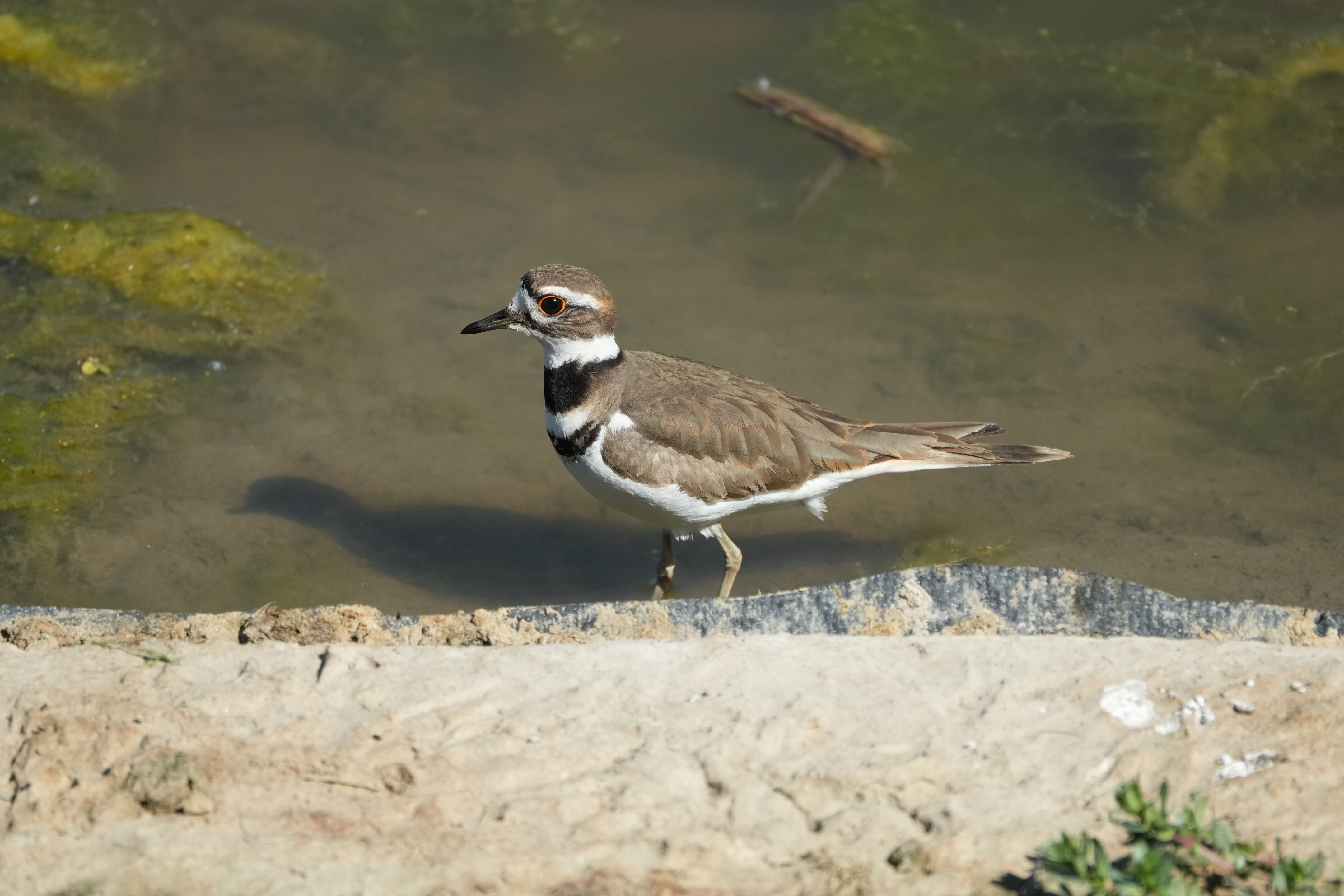 Contra Costa Canal Regional Trail