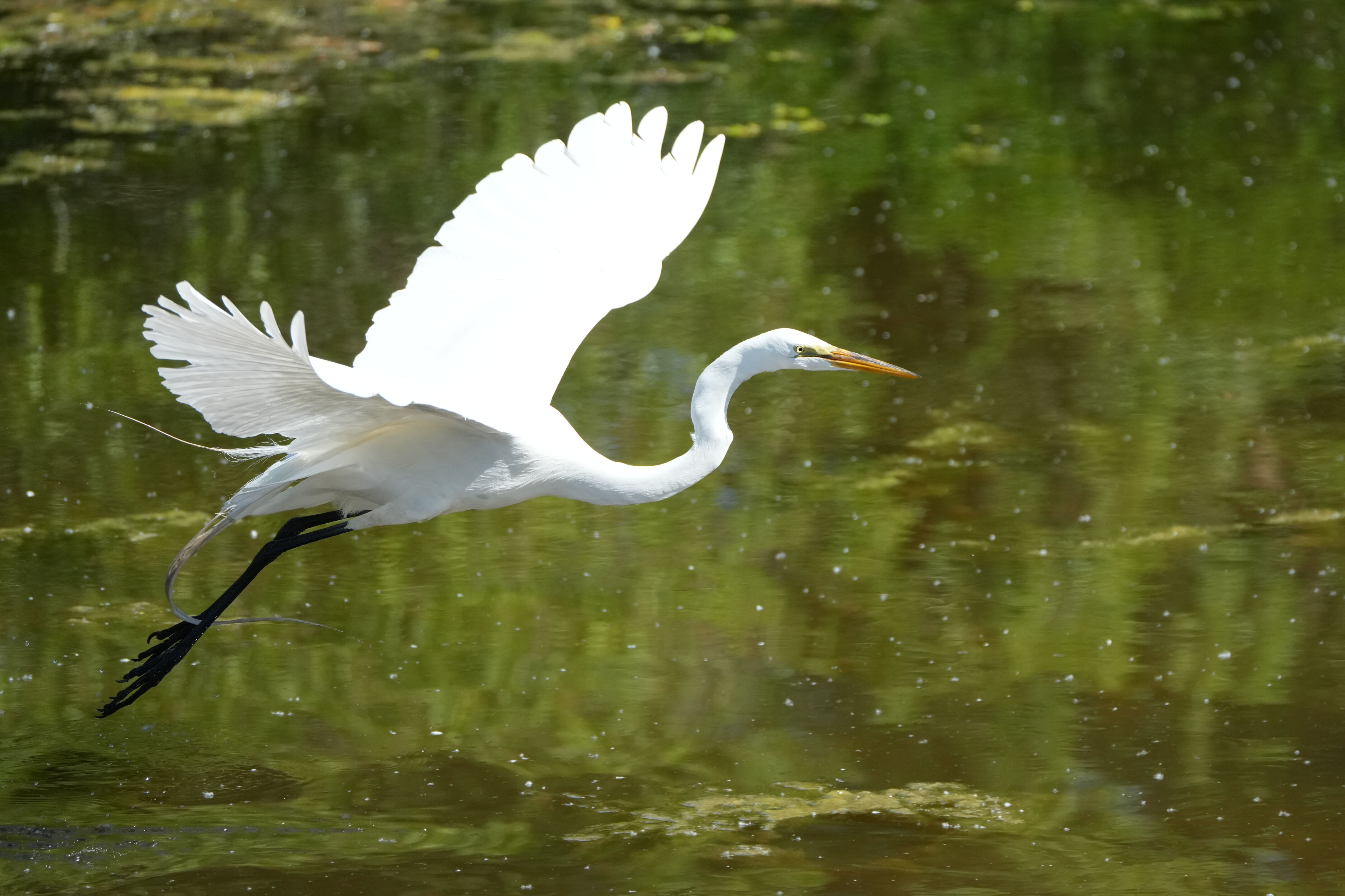 Contra Costa Canal Regional Trail
