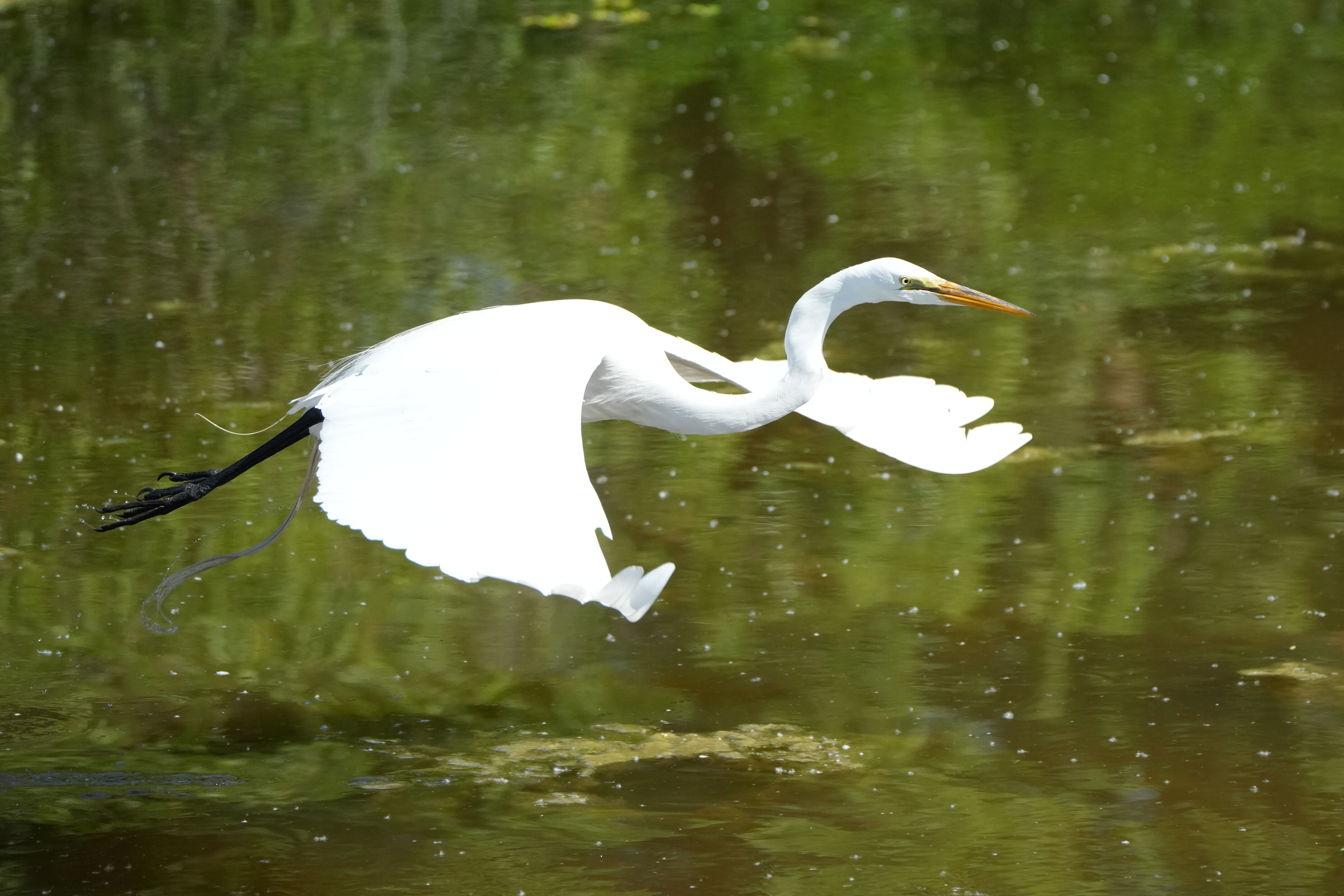 Contra Costa Canal Regional Trail