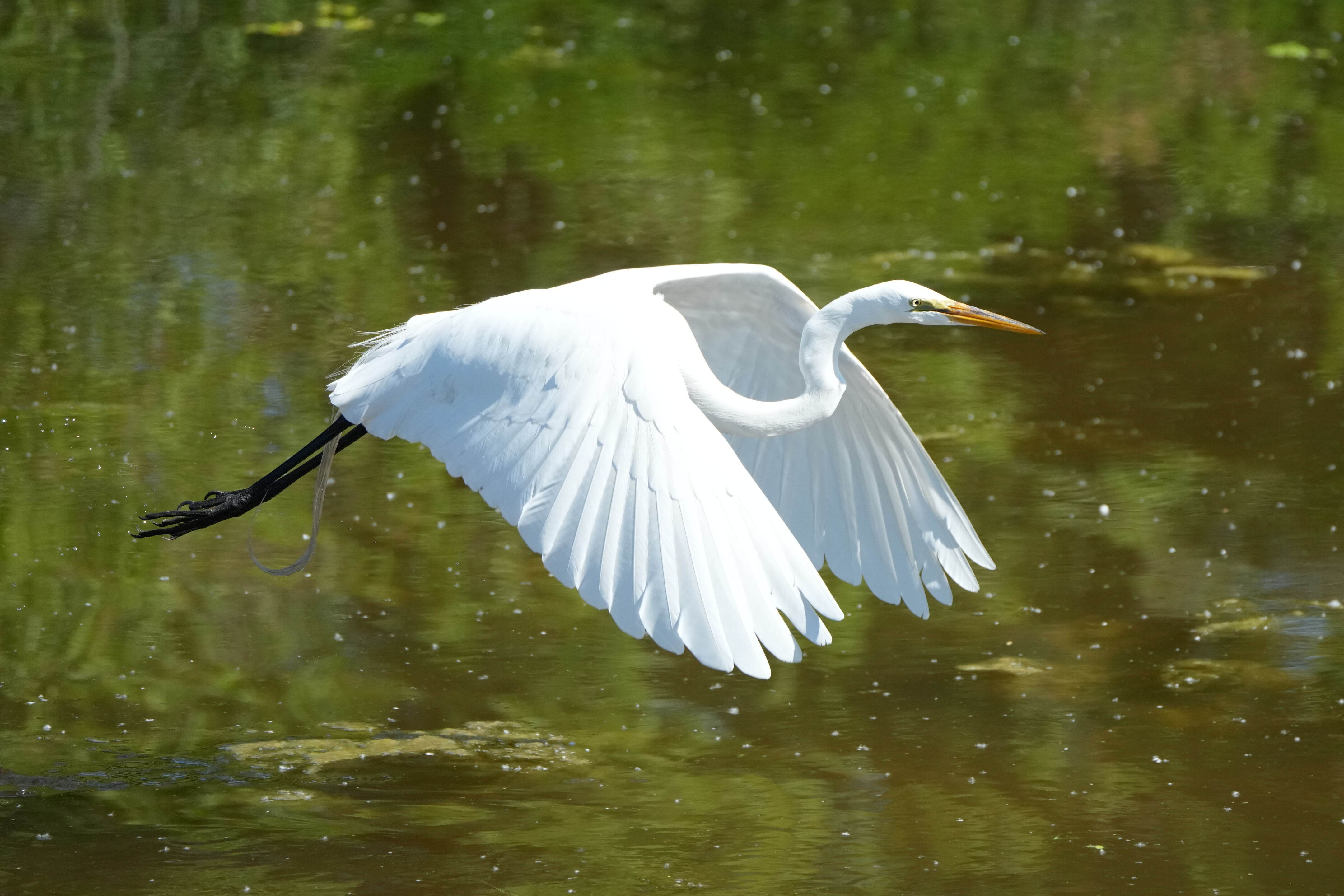 Contra Costa Canal Regional Trail