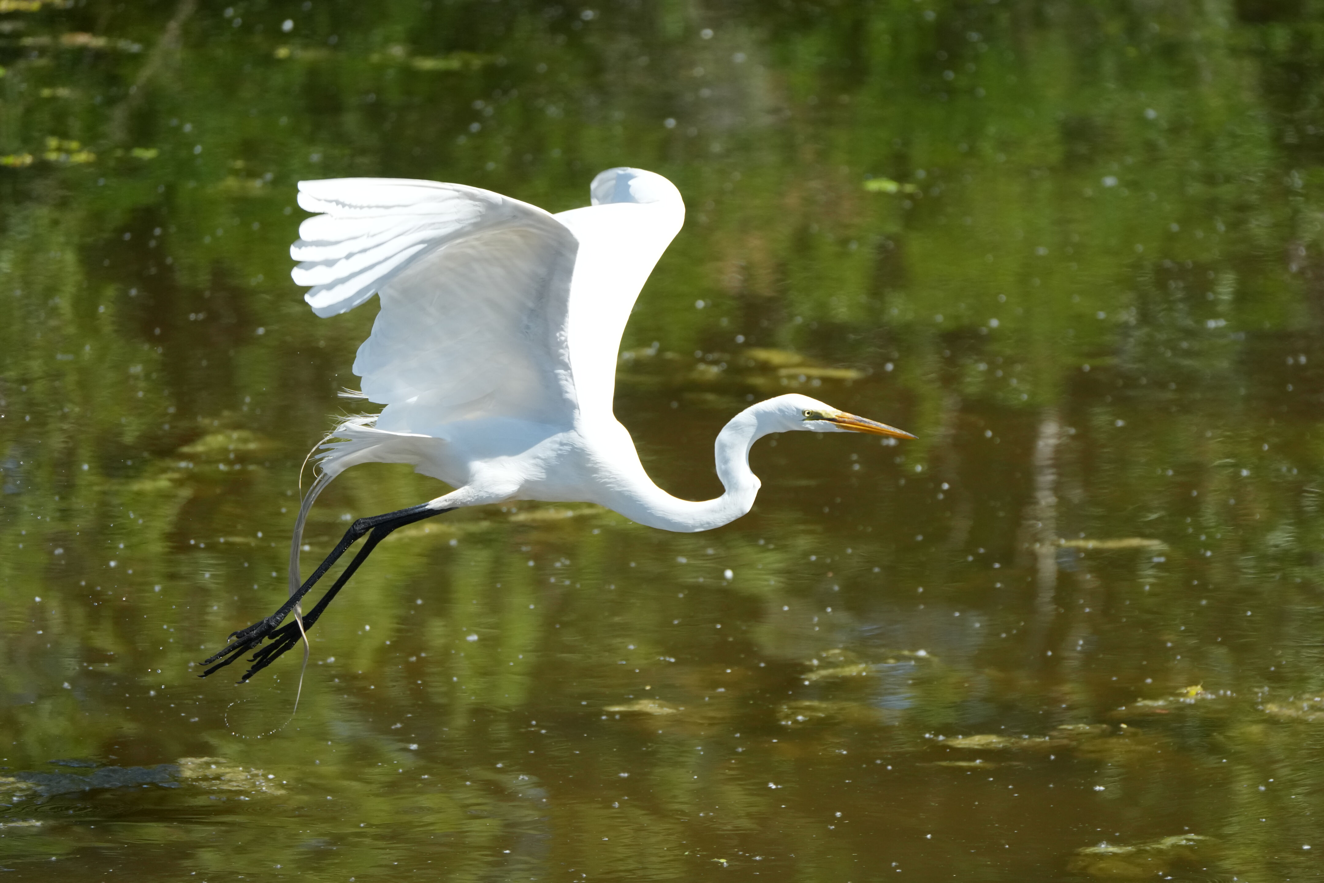Contra Costa Canal Regional Trail
