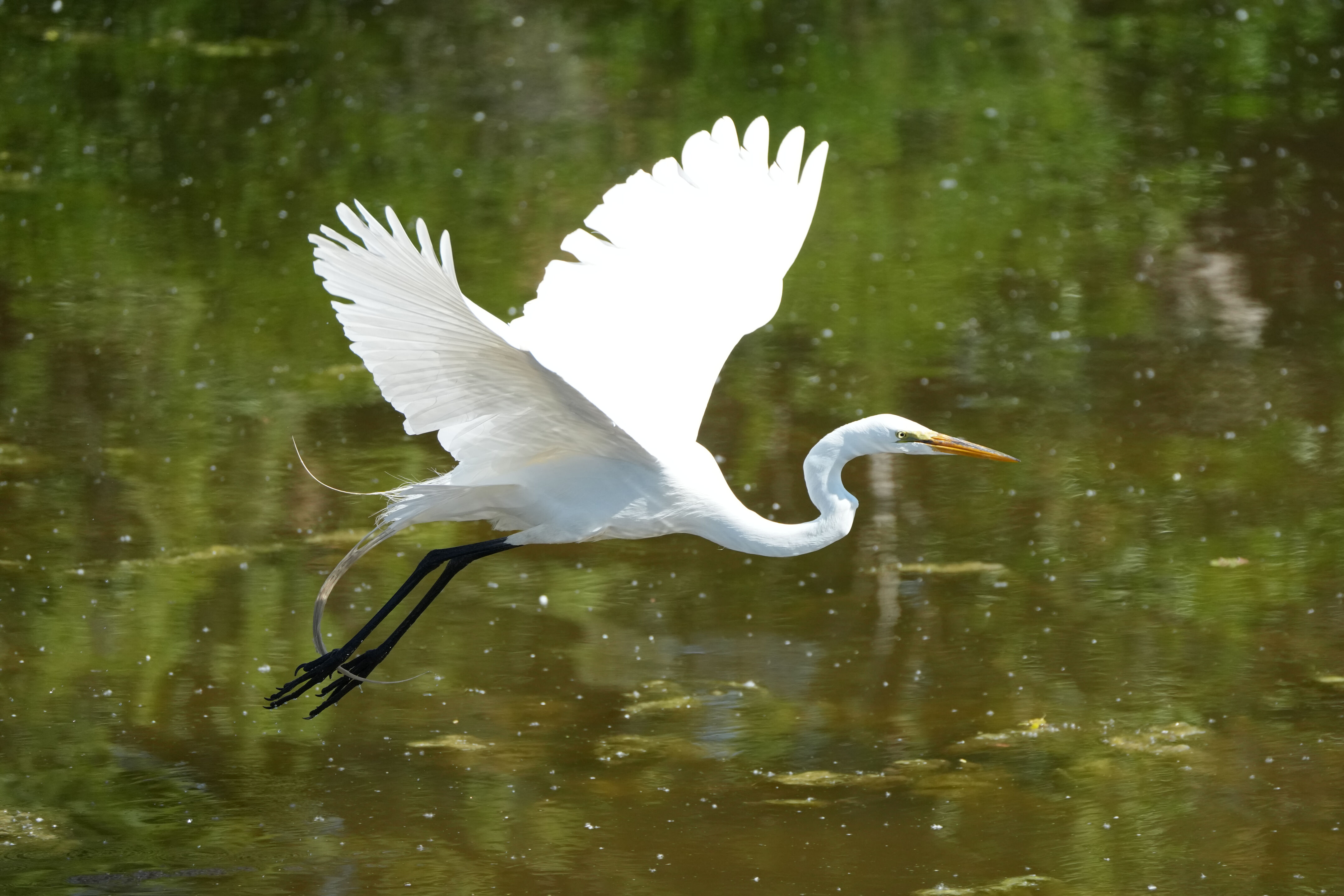 Contra Costa Canal Regional Trail