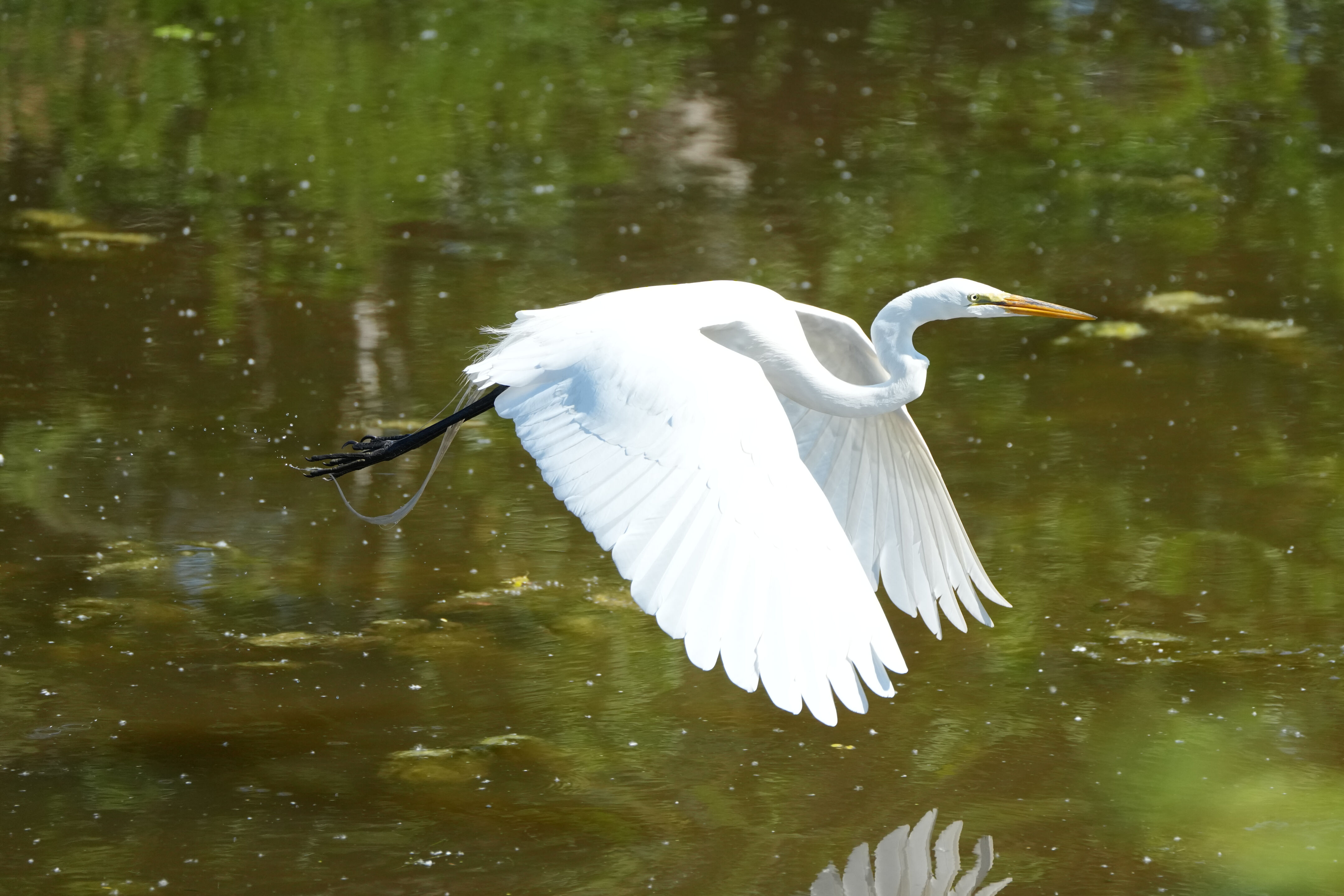 Contra Costa Canal Regional Trail