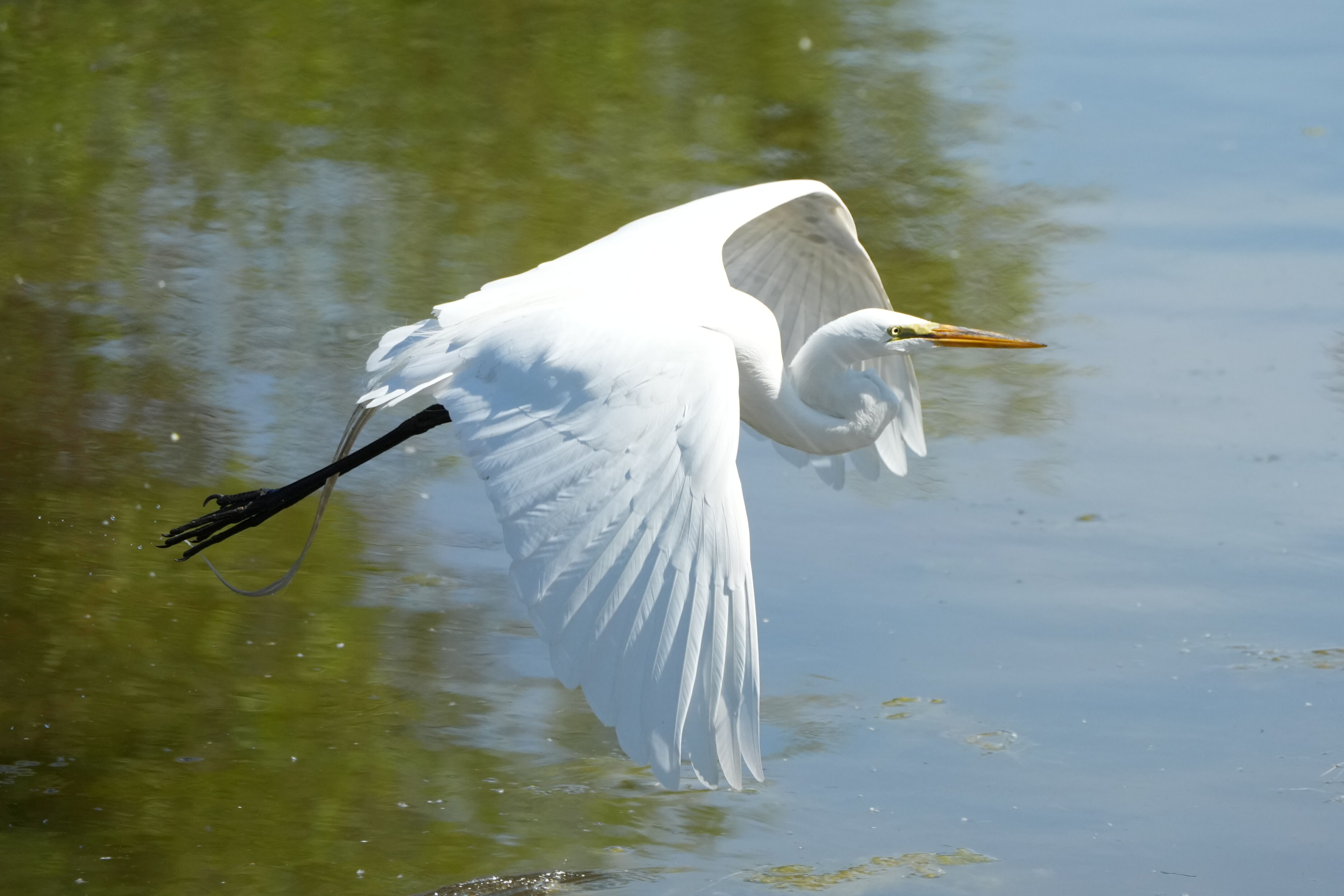Contra Costa Canal Regional Trail