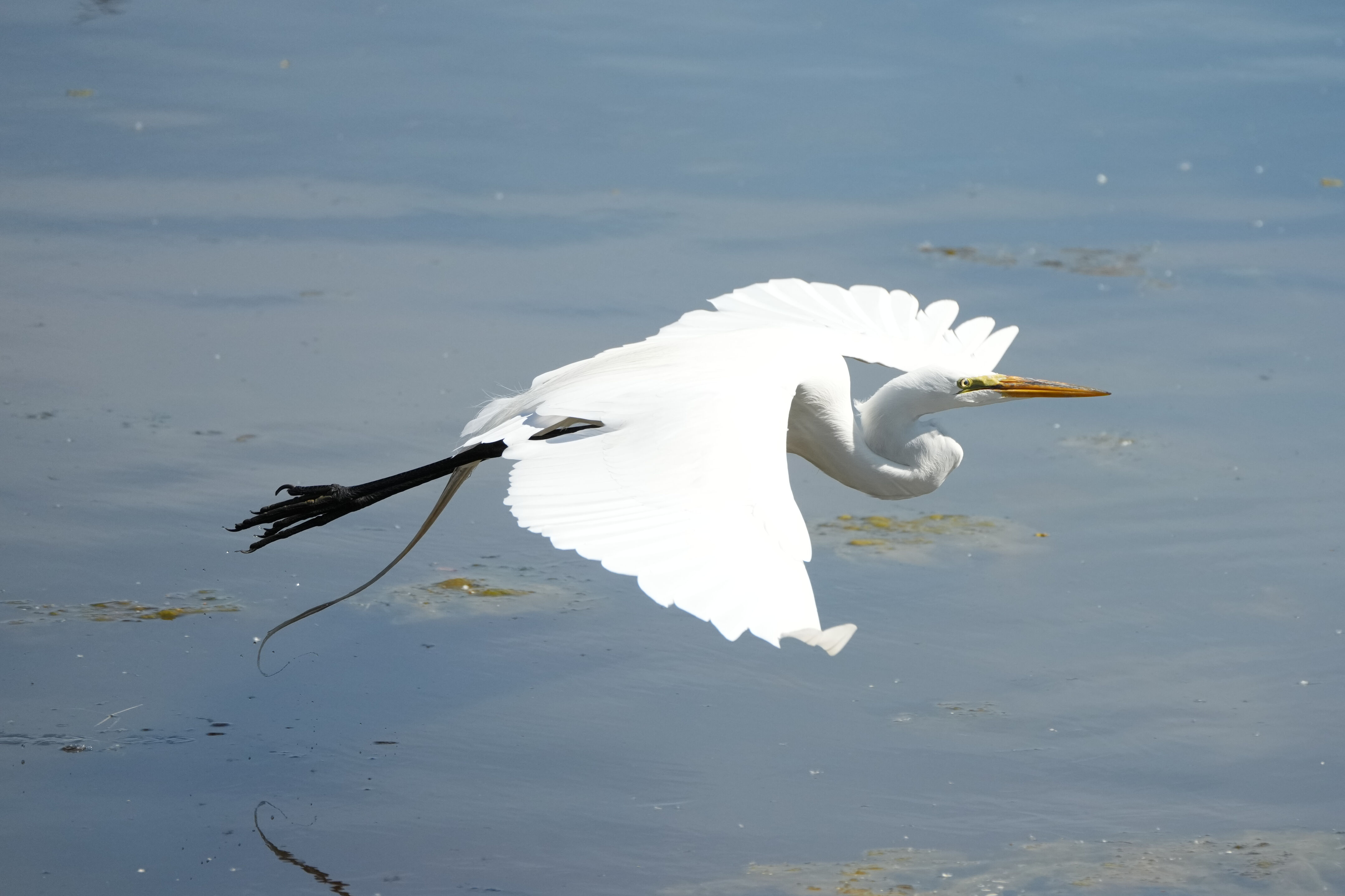 Contra Costa Canal Regional Trail